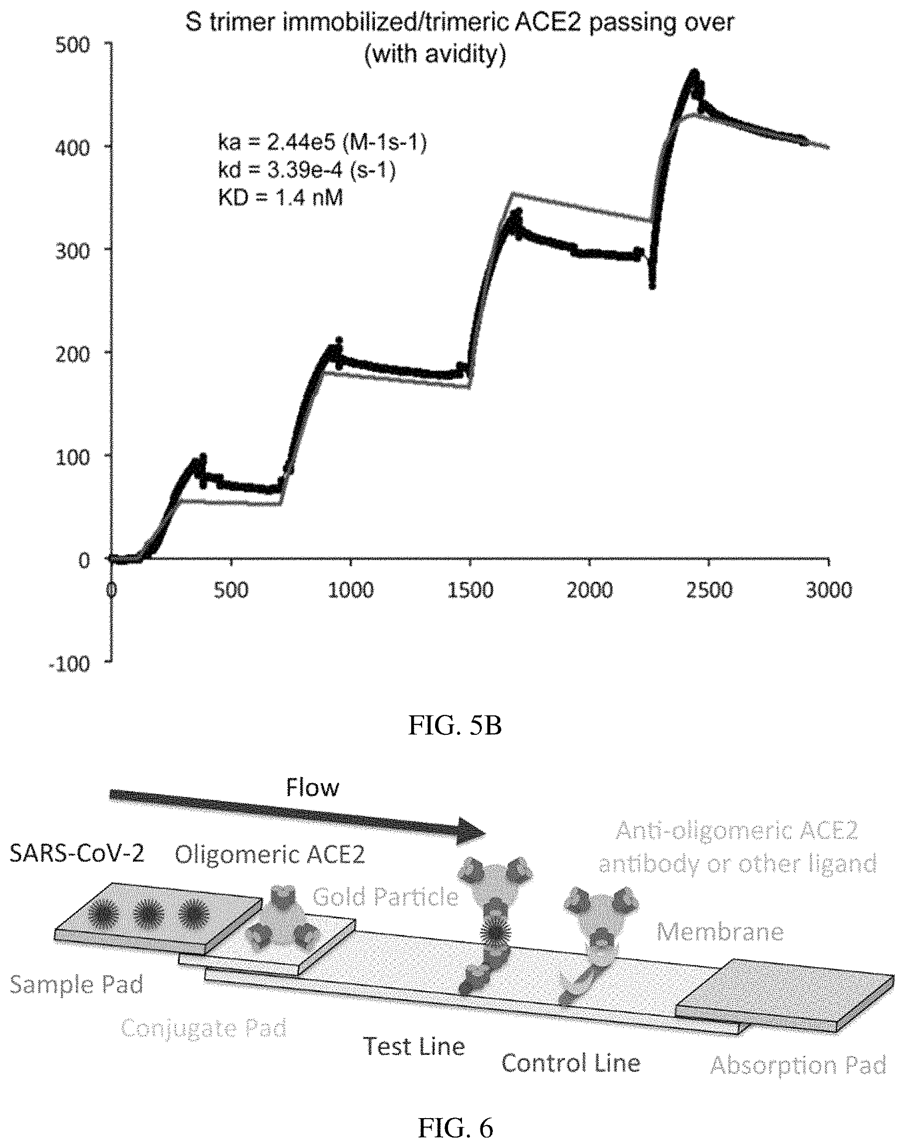 Patent US11773385 Figure 10 – High-affinity human ACE2 construct for use in diagnosing and treating coronaviruses
