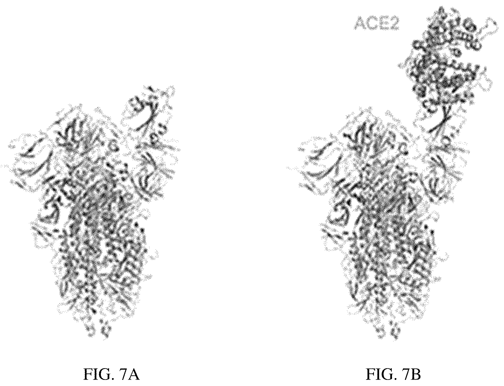 Patent US11773385 Figure 11 – High-affinity human ACE2 construct for use in diagnosing and treating coronaviruses