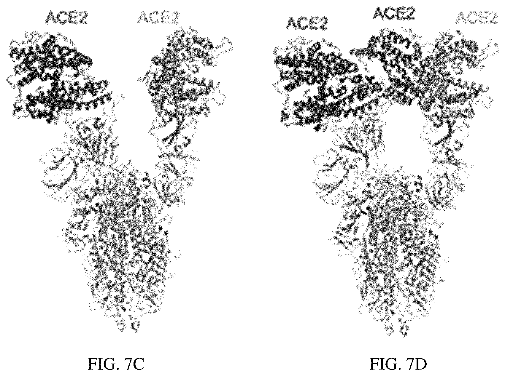 Patent US11773385 Figure 12 – High-affinity human ACE2 construct for use in diagnosing and treating coronaviruses