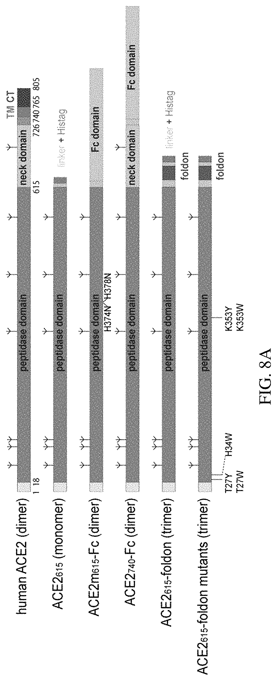 Patent US11773385 Figure 13 – High-affinity human ACE2 construct for use in diagnosing and treating coronaviruses