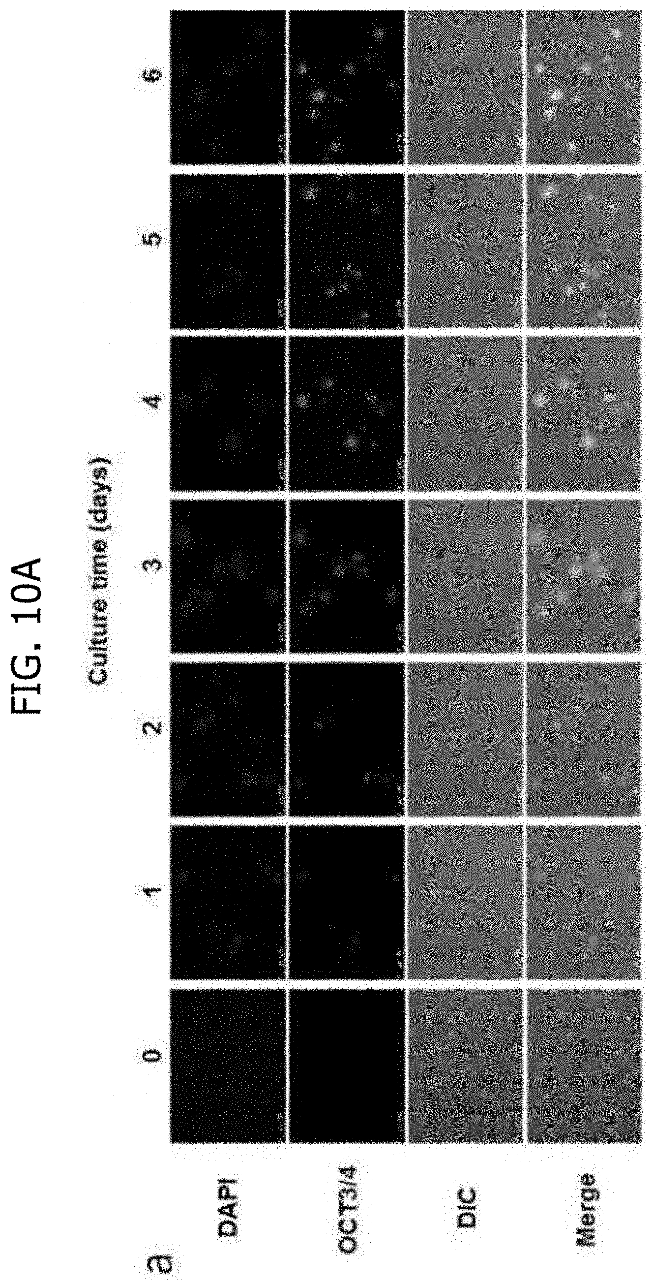 Patent US11773387 Figure 15 – Device and method for inducing pluripotent cells using energy