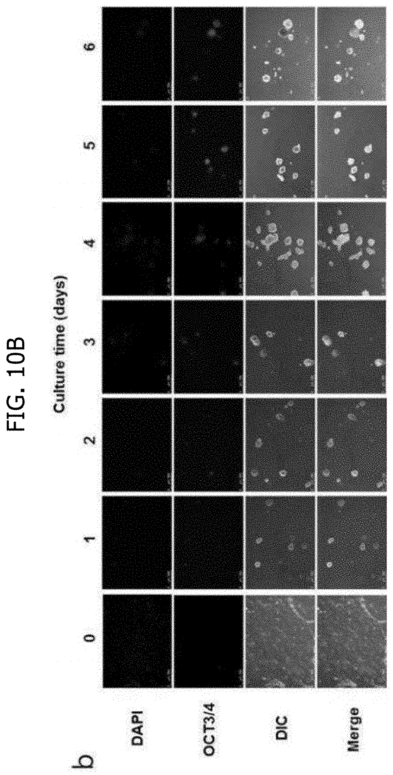 Patent US11773387 Figure 16 – Device and method for inducing pluripotent cells using energy