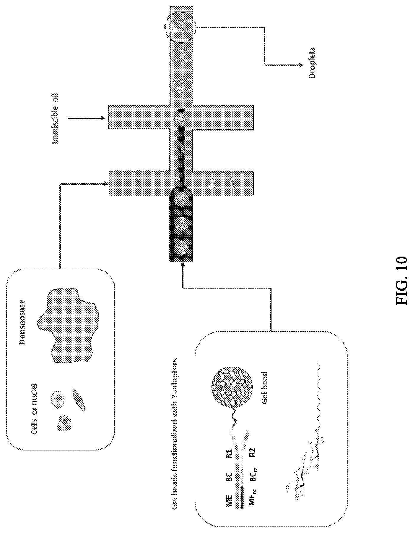Patent US11773389 Figure 10 – Single cell analysis of transposase accessible chromatin