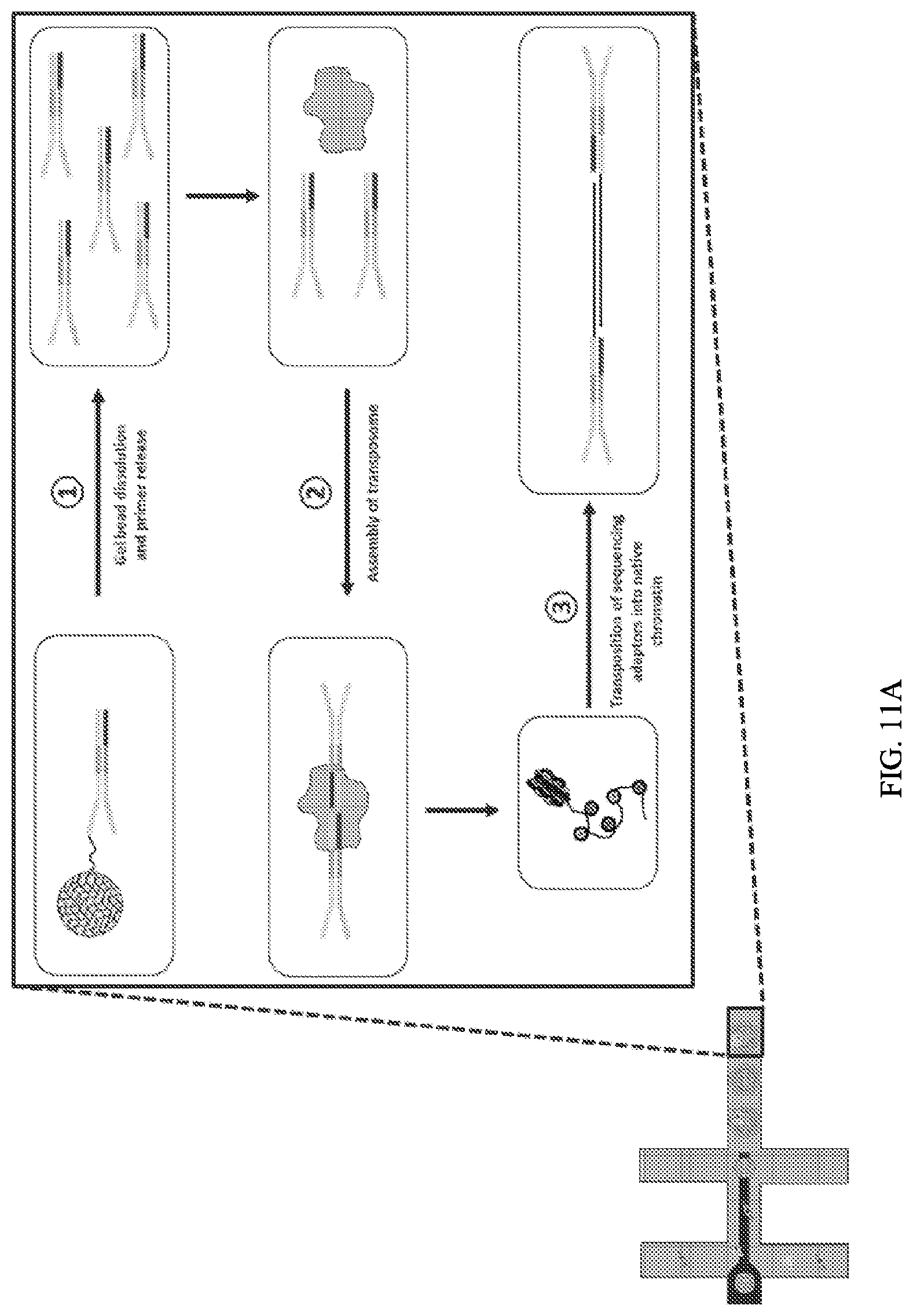 Patent US11773389 Figure 11 – Single cell analysis of transposase accessible chromatin