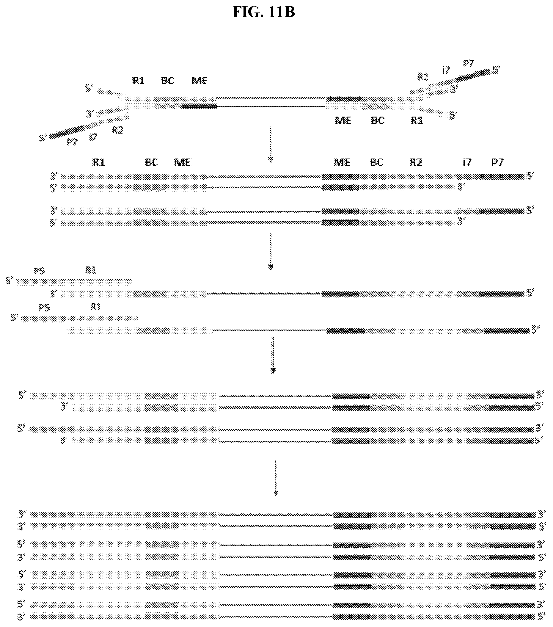 Patent US11773389 Figure 12 – Single cell analysis of transposase accessible chromatin