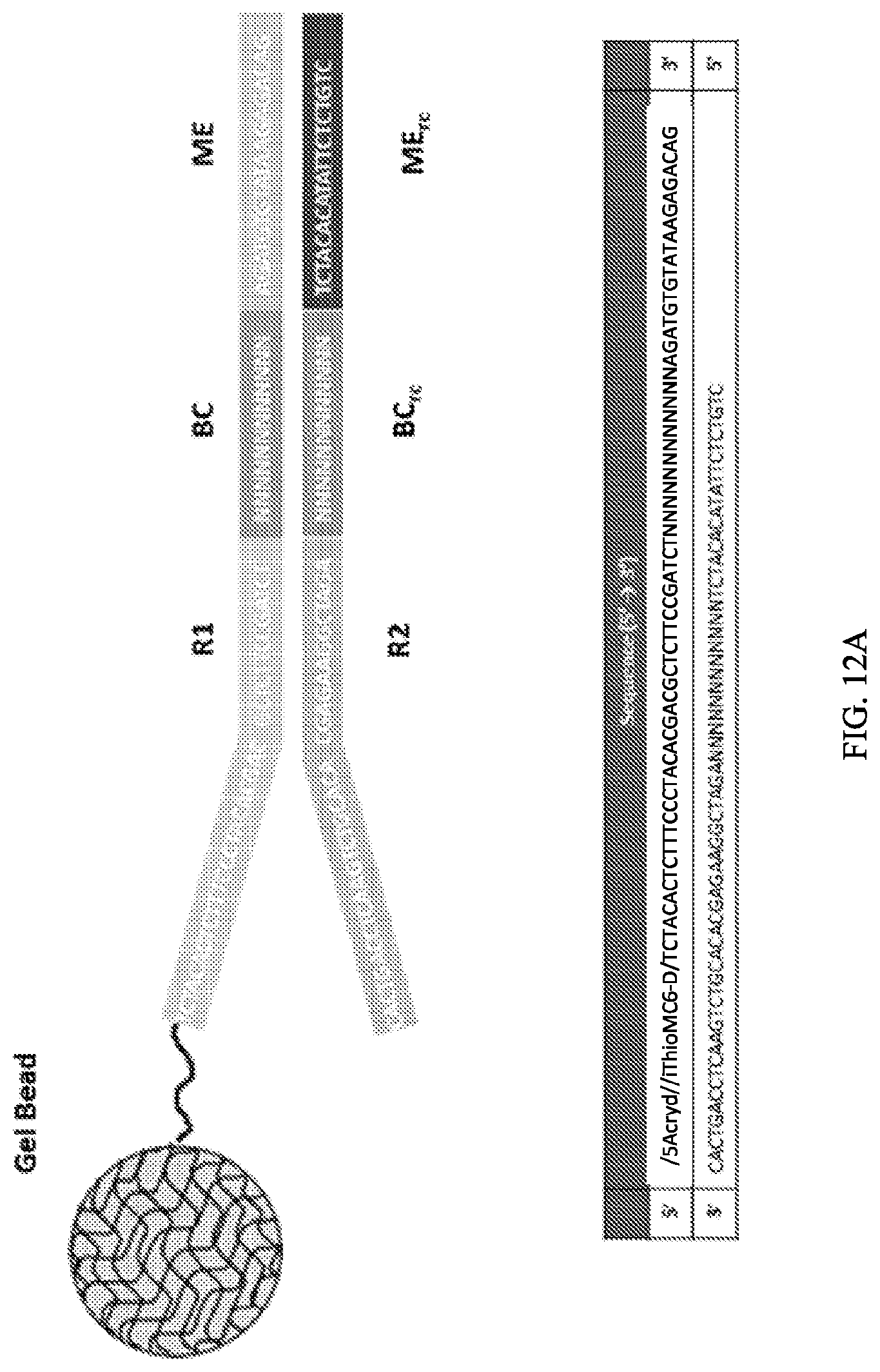 Patent US11773389 Figure 13 – Single cell analysis of transposase accessible chromatin