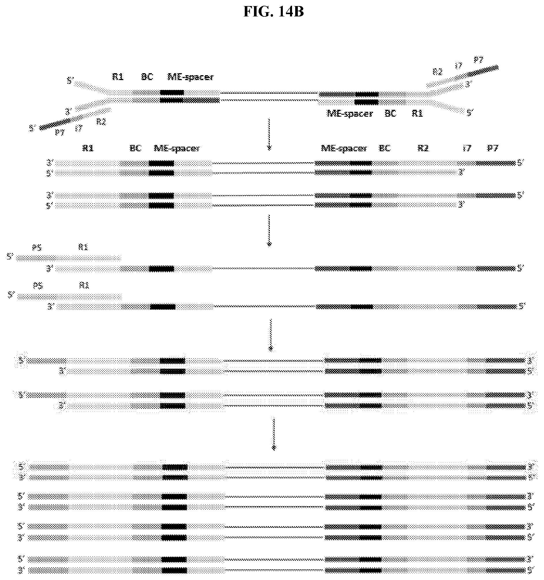 Patent US11773389 Figure 17 – Single cell analysis of transposase accessible chromatin