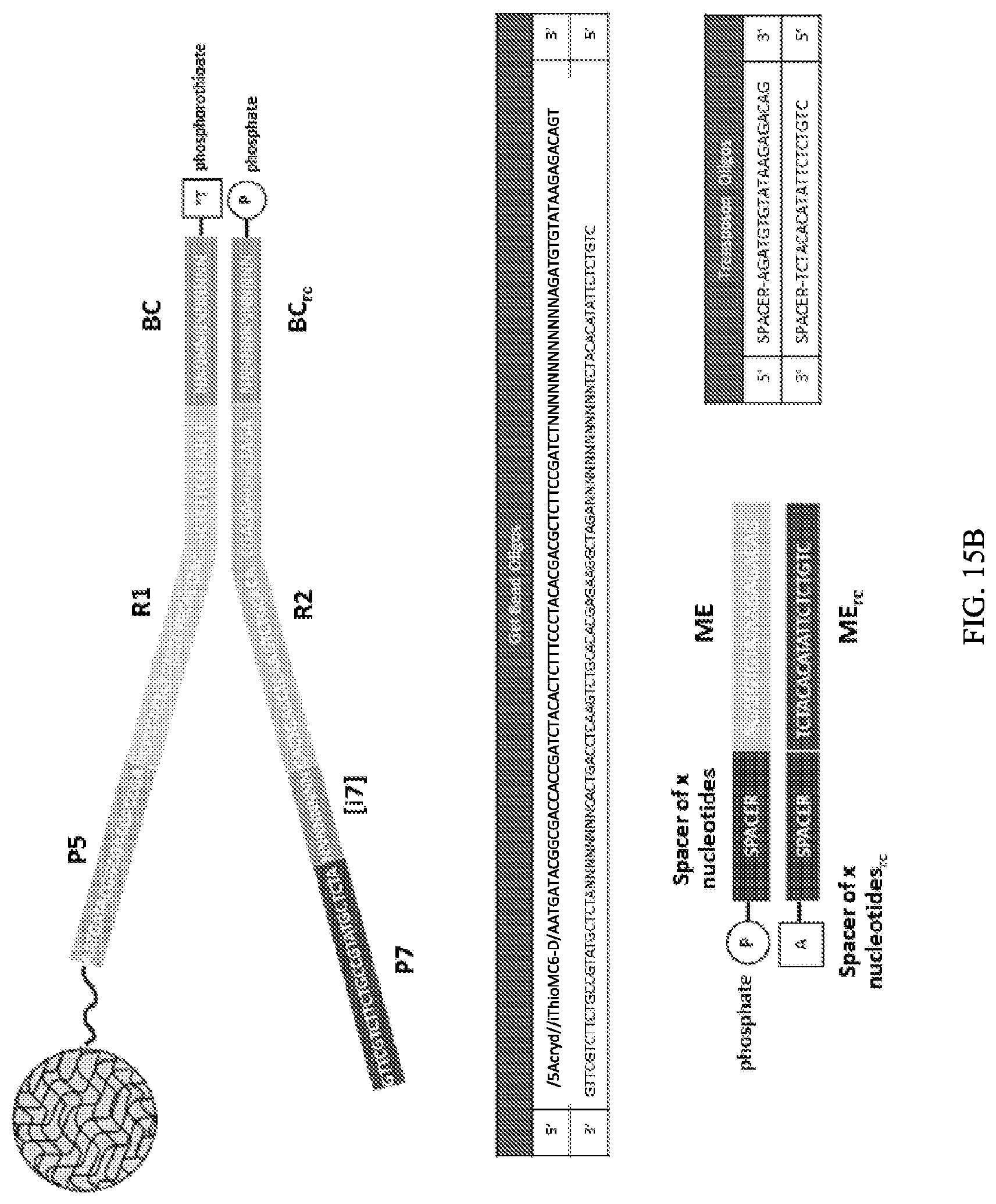 Patent US11773389 Figure 19 – Single cell analysis of transposase accessible chromatin