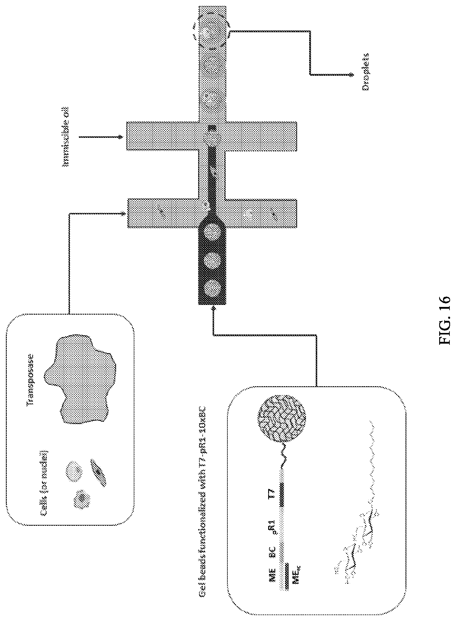 Patent US11773389 Figure 20 – Single cell analysis of transposase accessible chromatin
