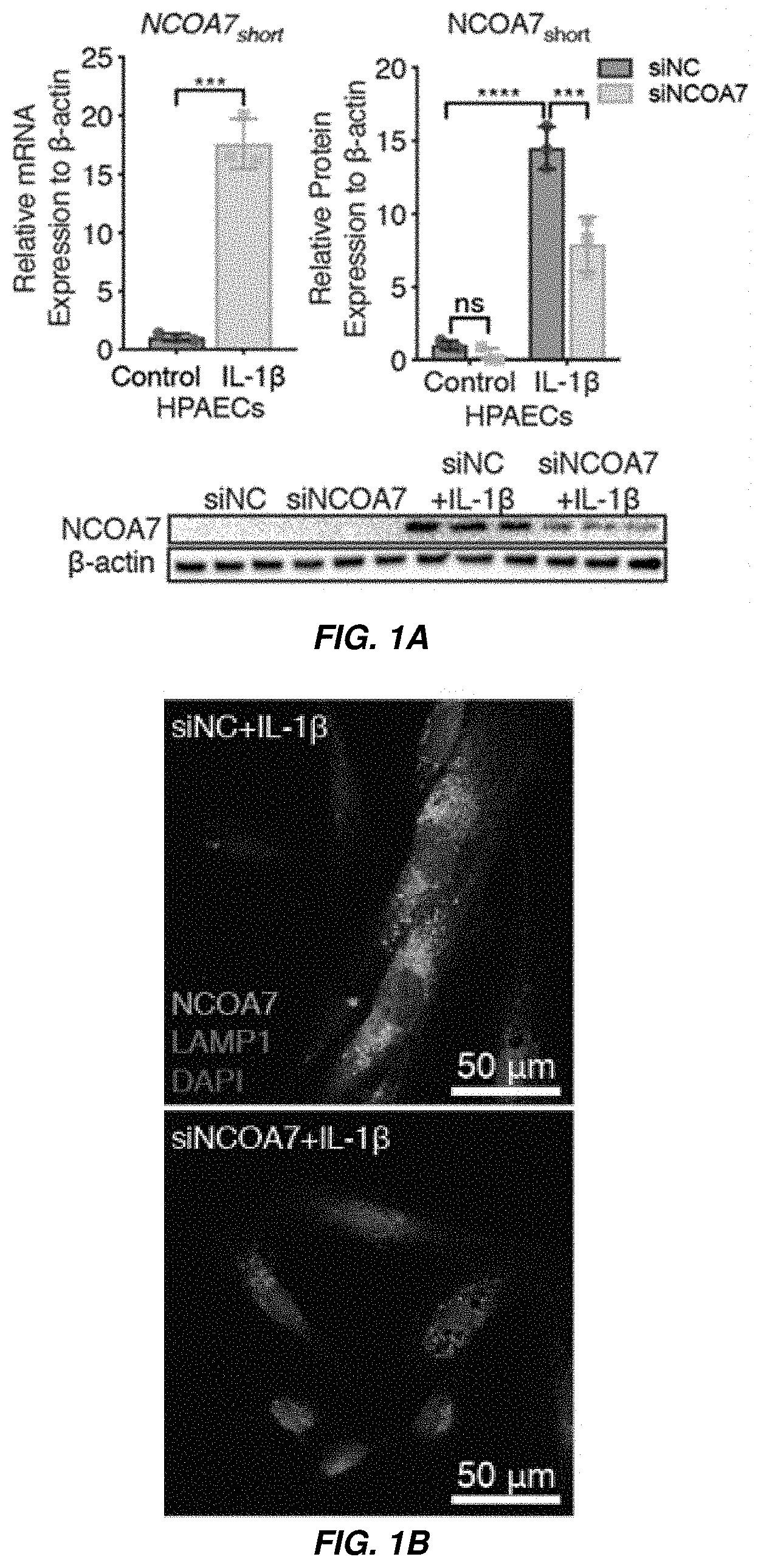 Patent US11773391 Figure 1 – Therapeutic and diagnostic target for SARS-CoV-2 and COVID-19