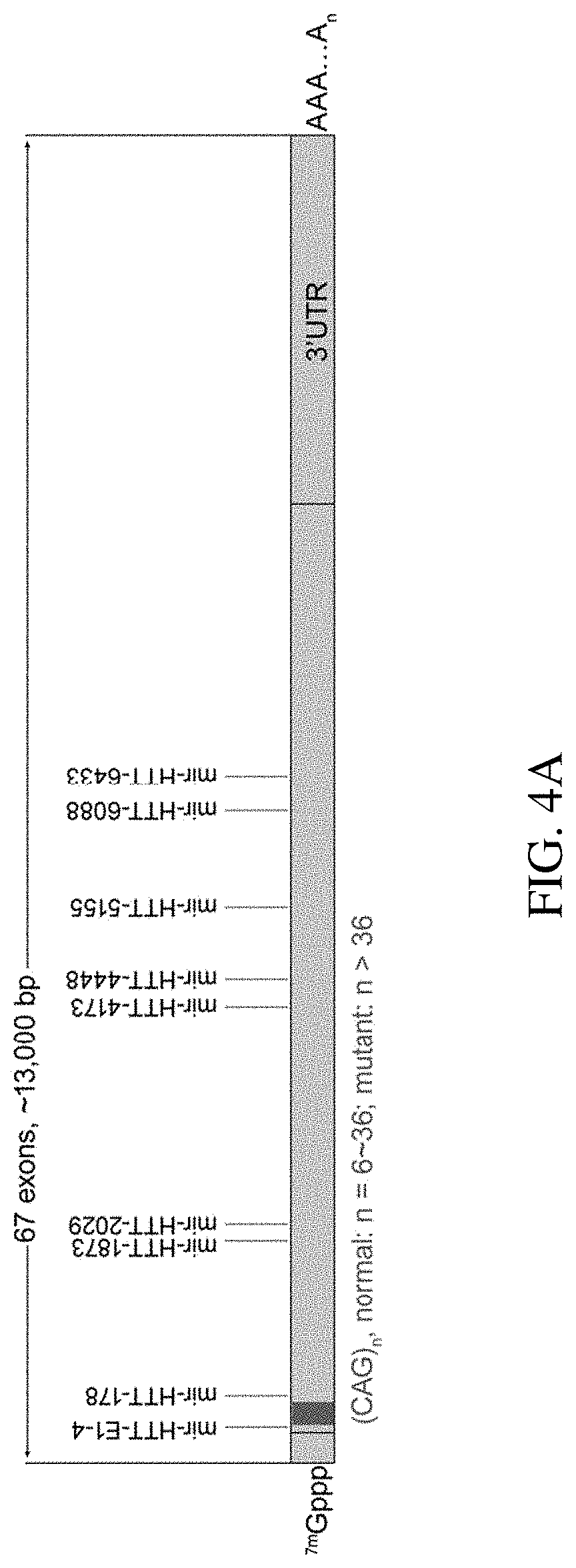 Patent US11773392 Figure 4 – AAV treatment of Huntington's disease