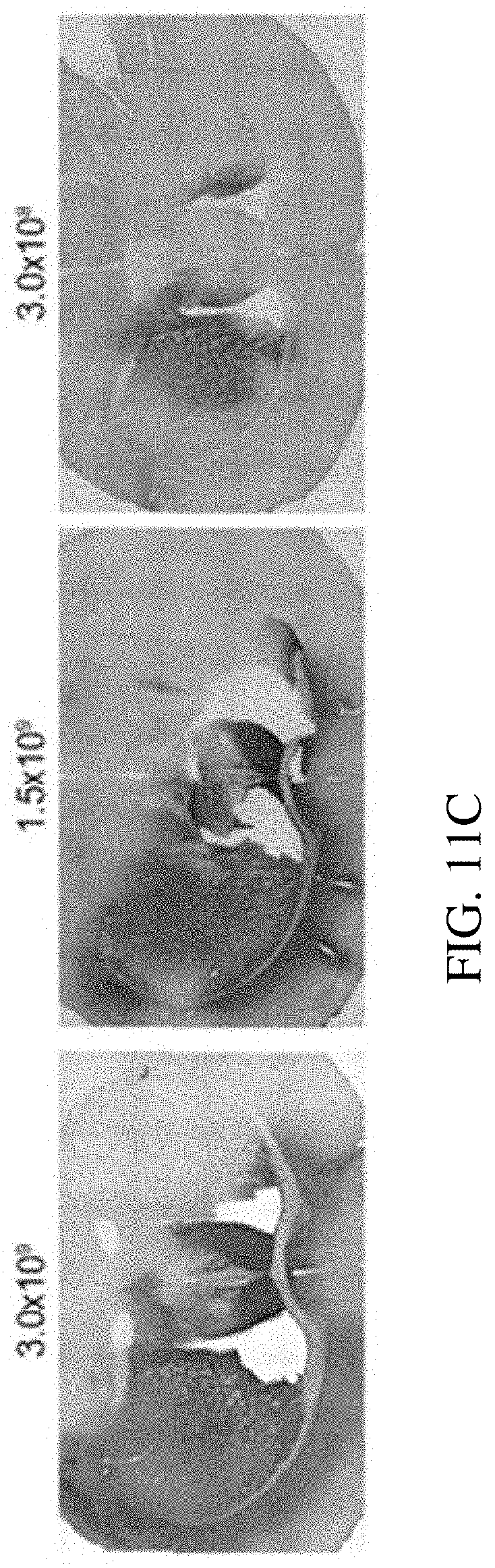 Patent US11773392 Figure 19 – AAV treatment of Huntington's disease