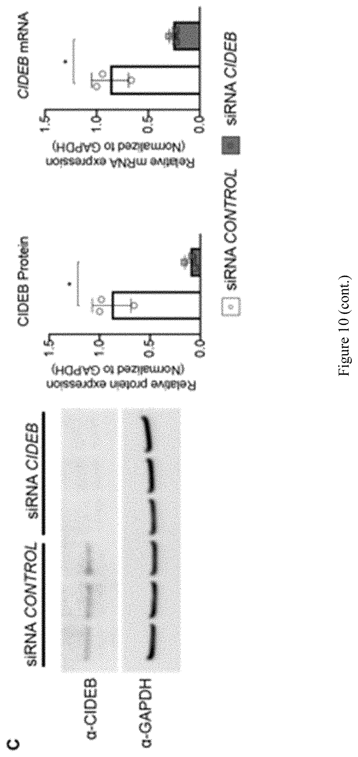 Patent US11773393 Figure 14 – Treatment of liver diseases with cell death inducing DFFA like effector B (CIDEB) inhibitors