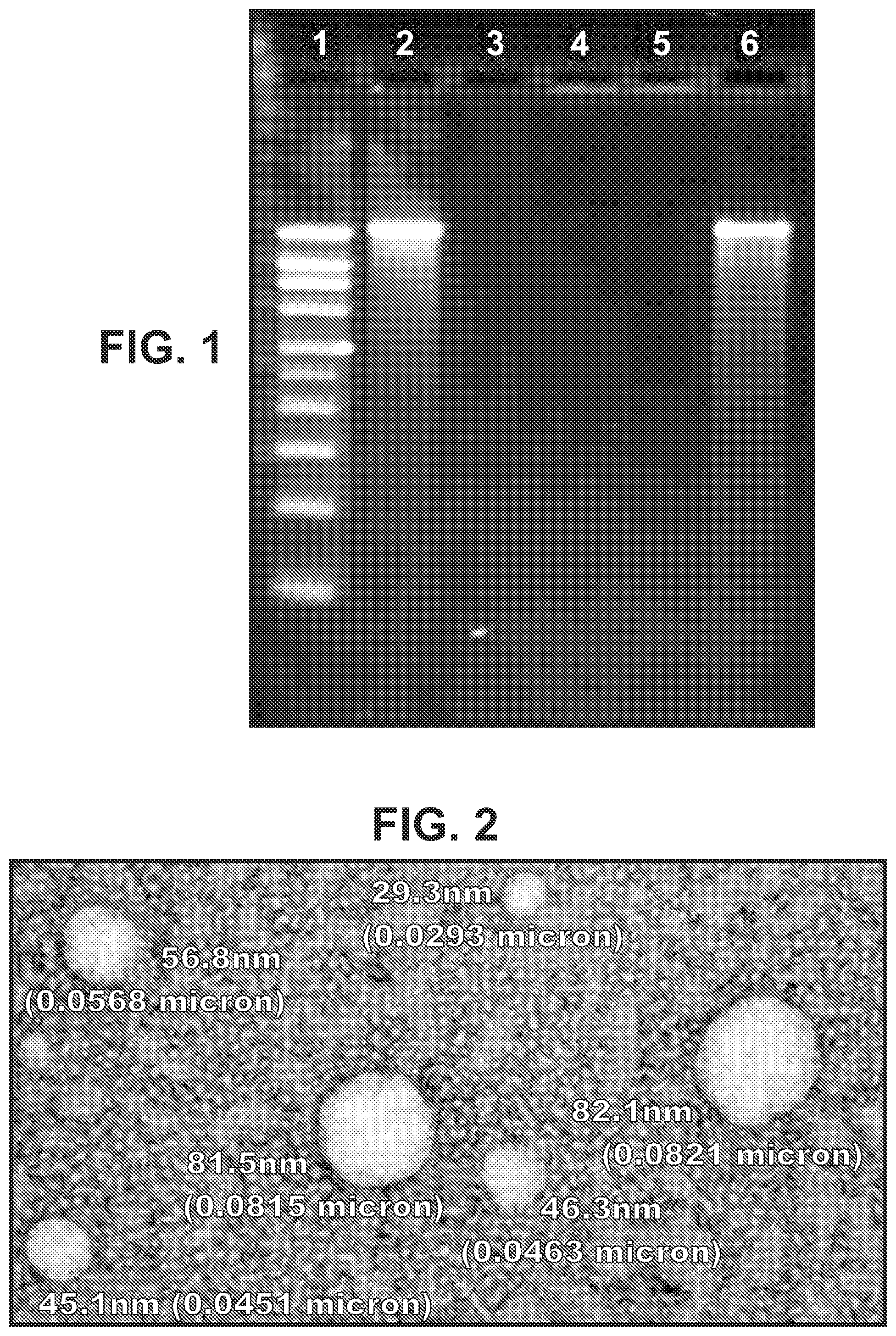 Patent US11773395 Figure 1 – Immunization of large mammals with low doses of RNA