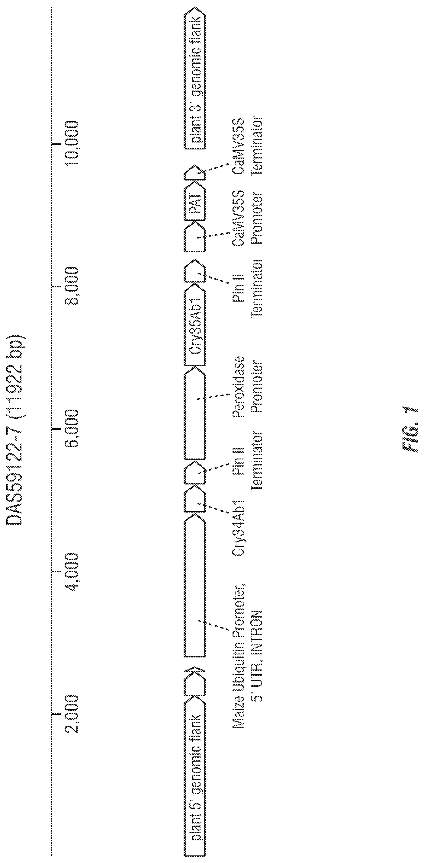 Patent US11773397 Figure 1 – Modified excisable DAS59122-7 maize transgenic locus