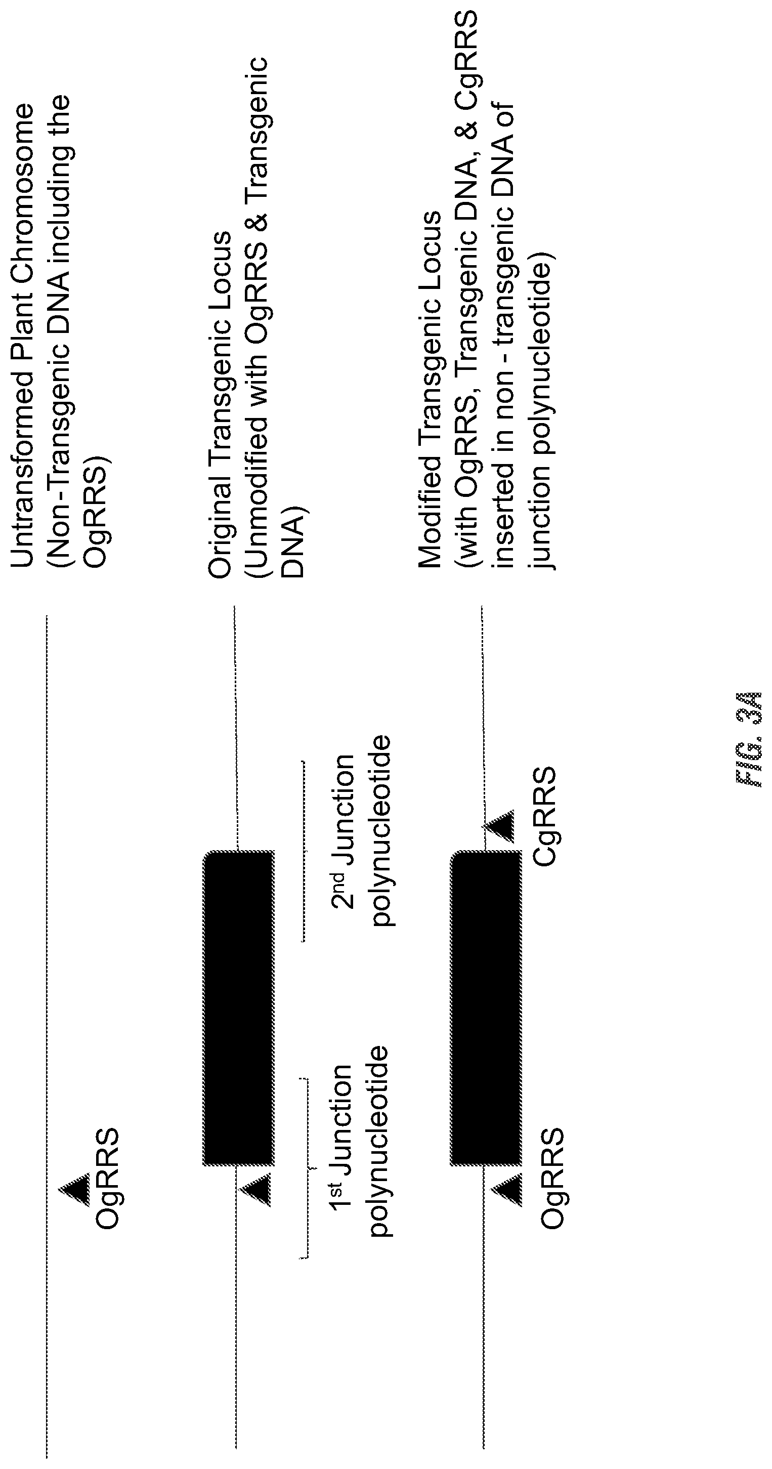 Patent US11773397 Figure 3 – Modified excisable DAS59122-7 maize transgenic locus