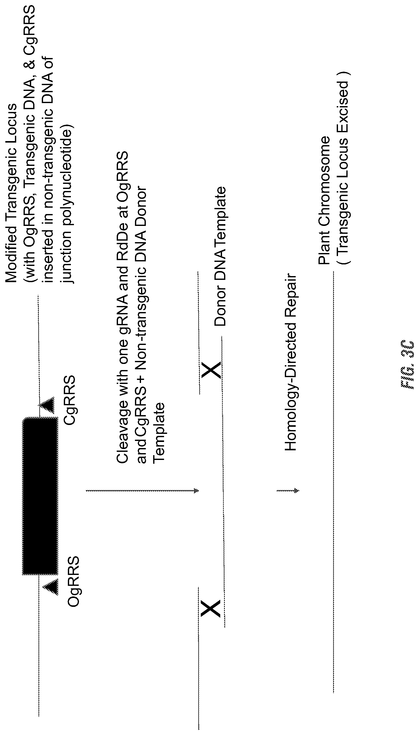 Patent US11773397 Figure 5 – Modified excisable DAS59122-7 maize transgenic locus