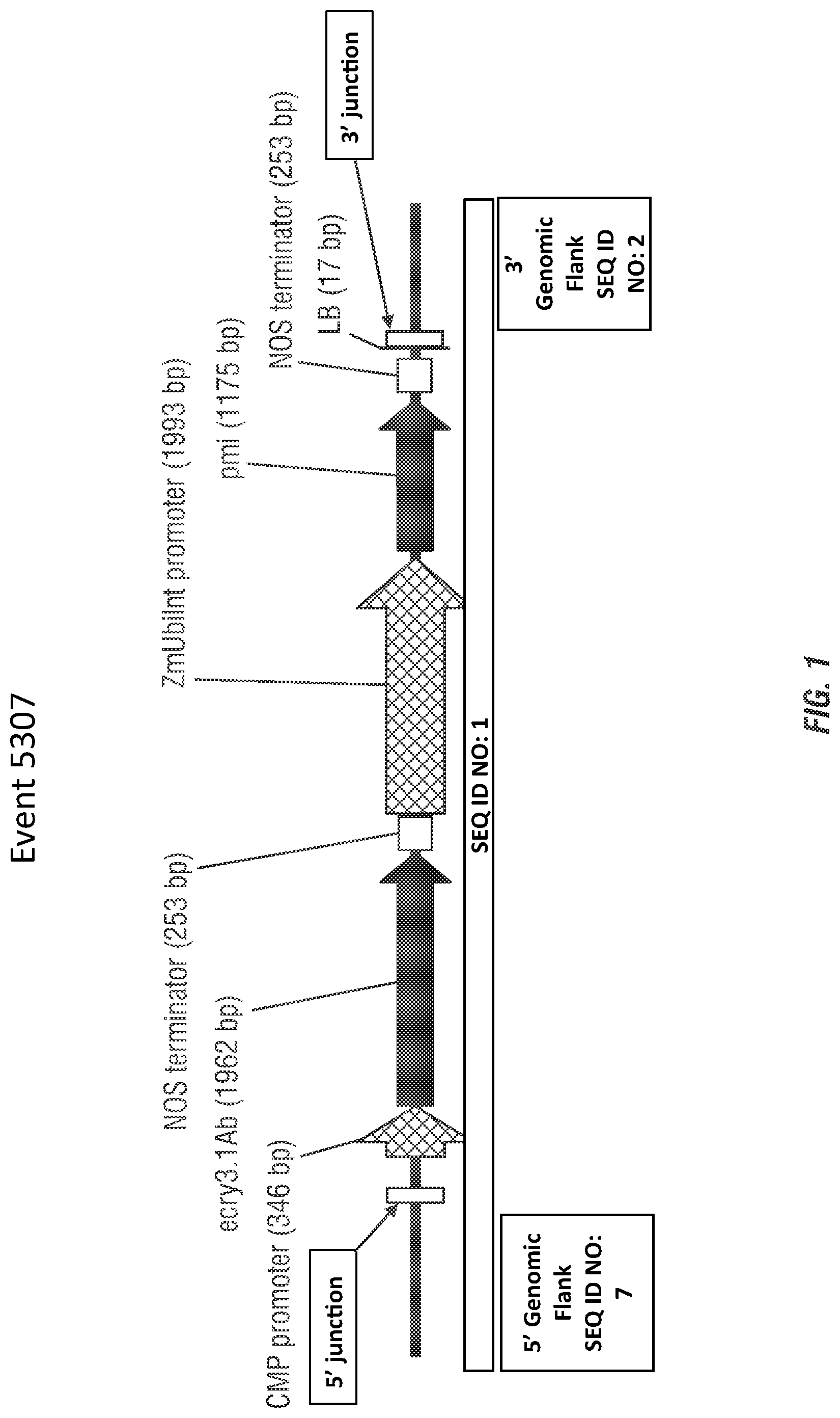 Patent US11773398 Figure 1 – Modified excisable 5307 maize transgenic locus lacking a selectable marker