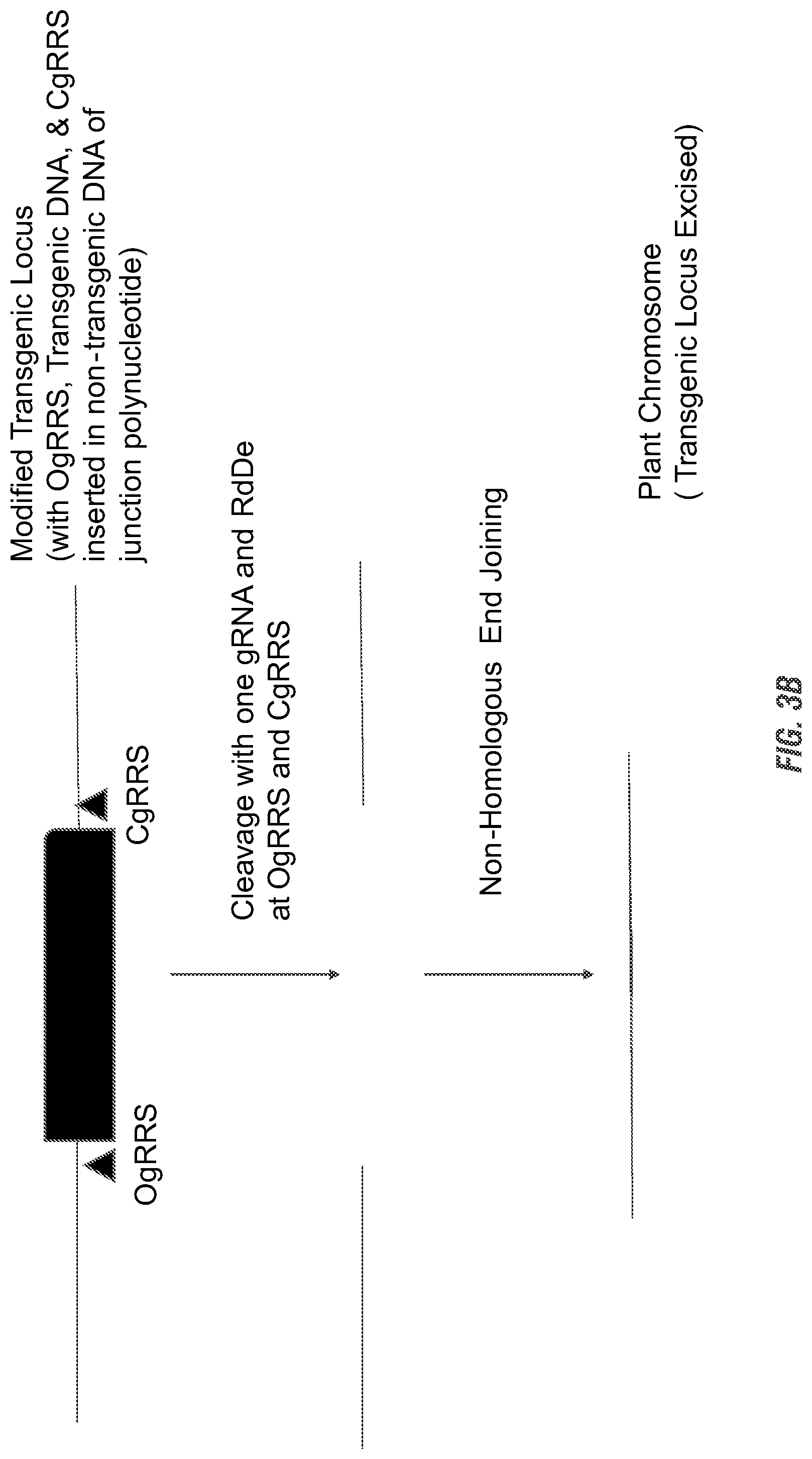 Patent US11773398 Figure 4 – Modified excisable 5307 maize transgenic locus lacking a selectable marker