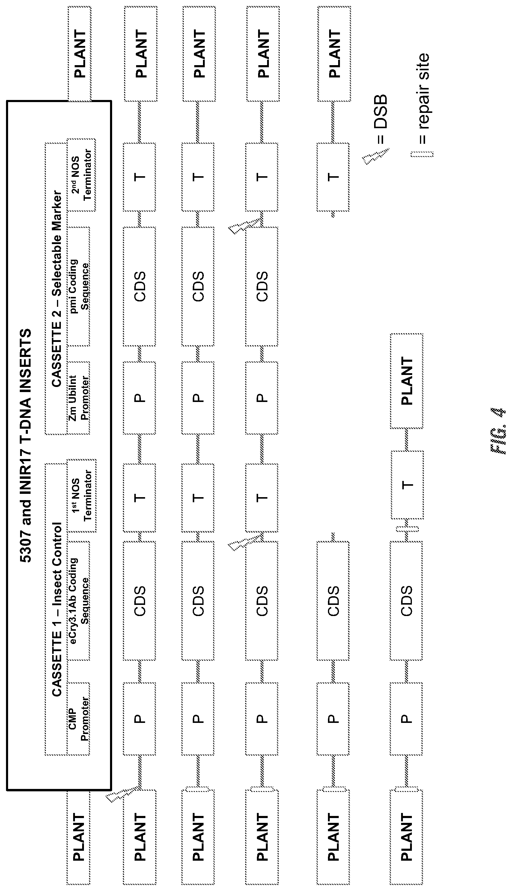 Patent US11773398 Figure 6 – Modified excisable 5307 maize transgenic locus lacking a selectable marker