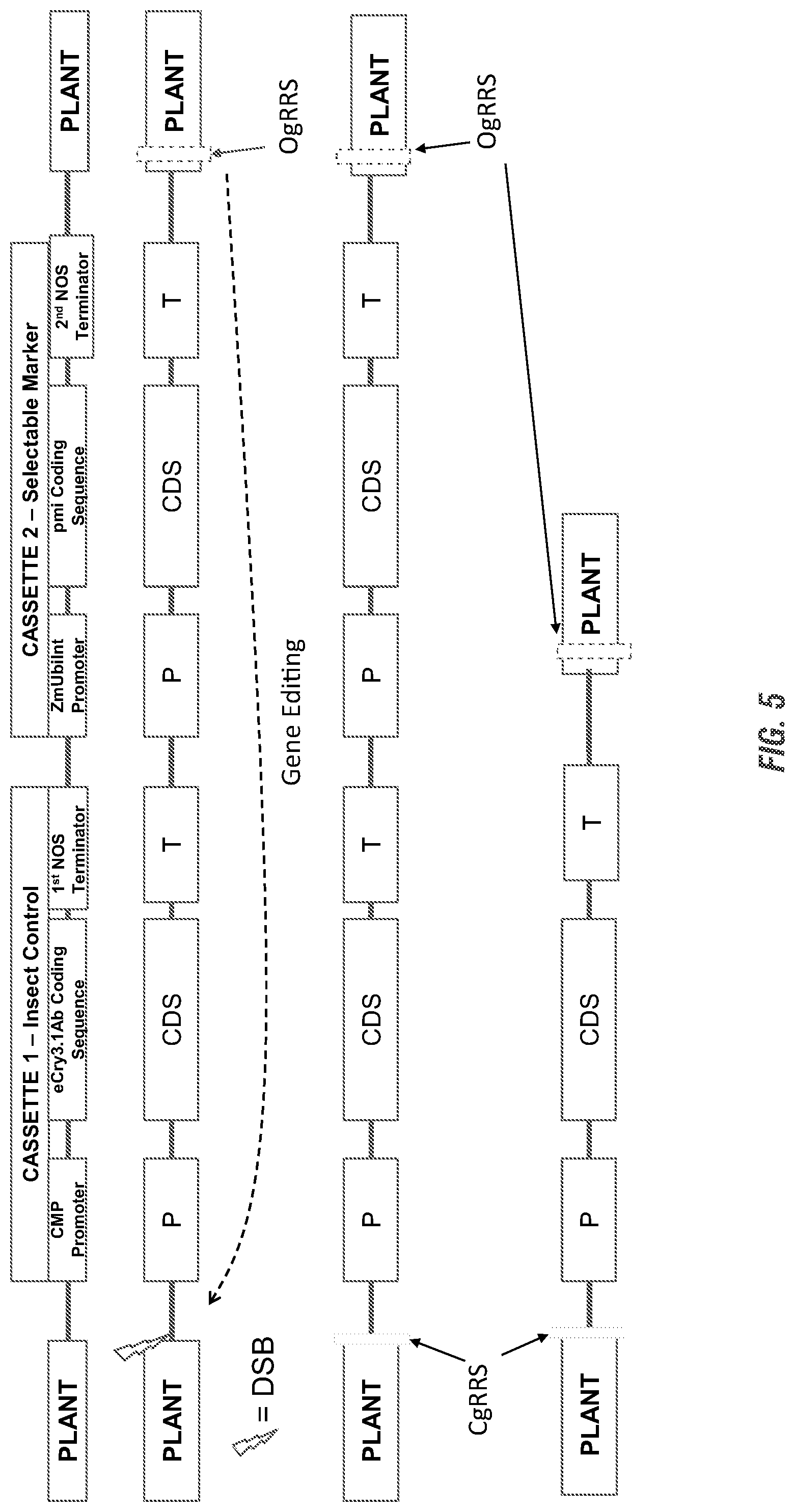 Patent US11773398 Figure 7 – Modified excisable 5307 maize transgenic locus lacking a selectable marker
