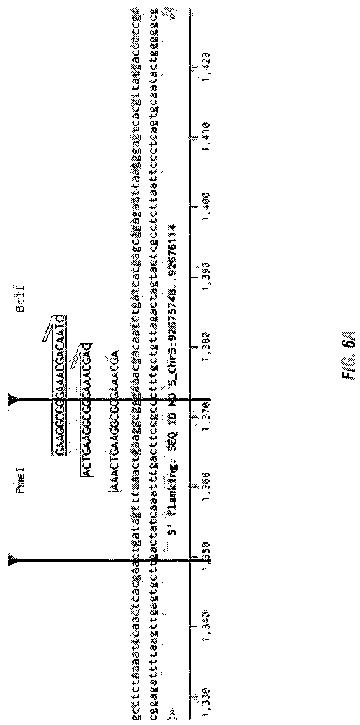 Patent US11773398 Figure 8 – Modified excisable 5307 maize transgenic locus lacking a selectable marker