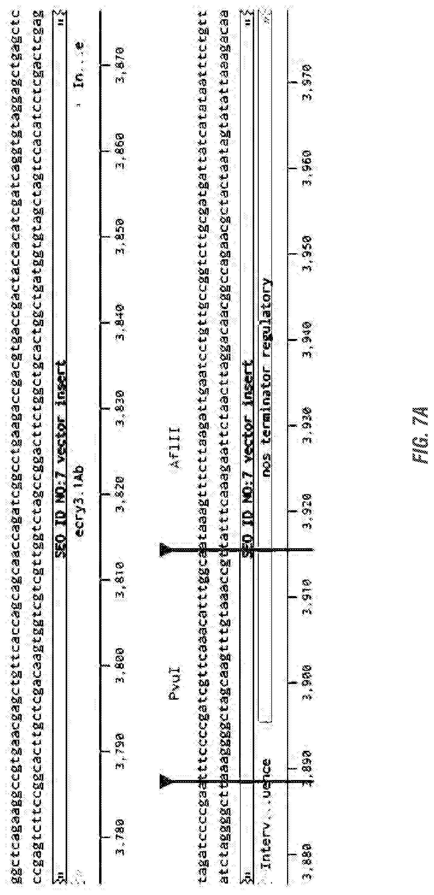 Patent US11773398 Figure 10 – Modified excisable 5307 maize transgenic locus lacking a selectable marker