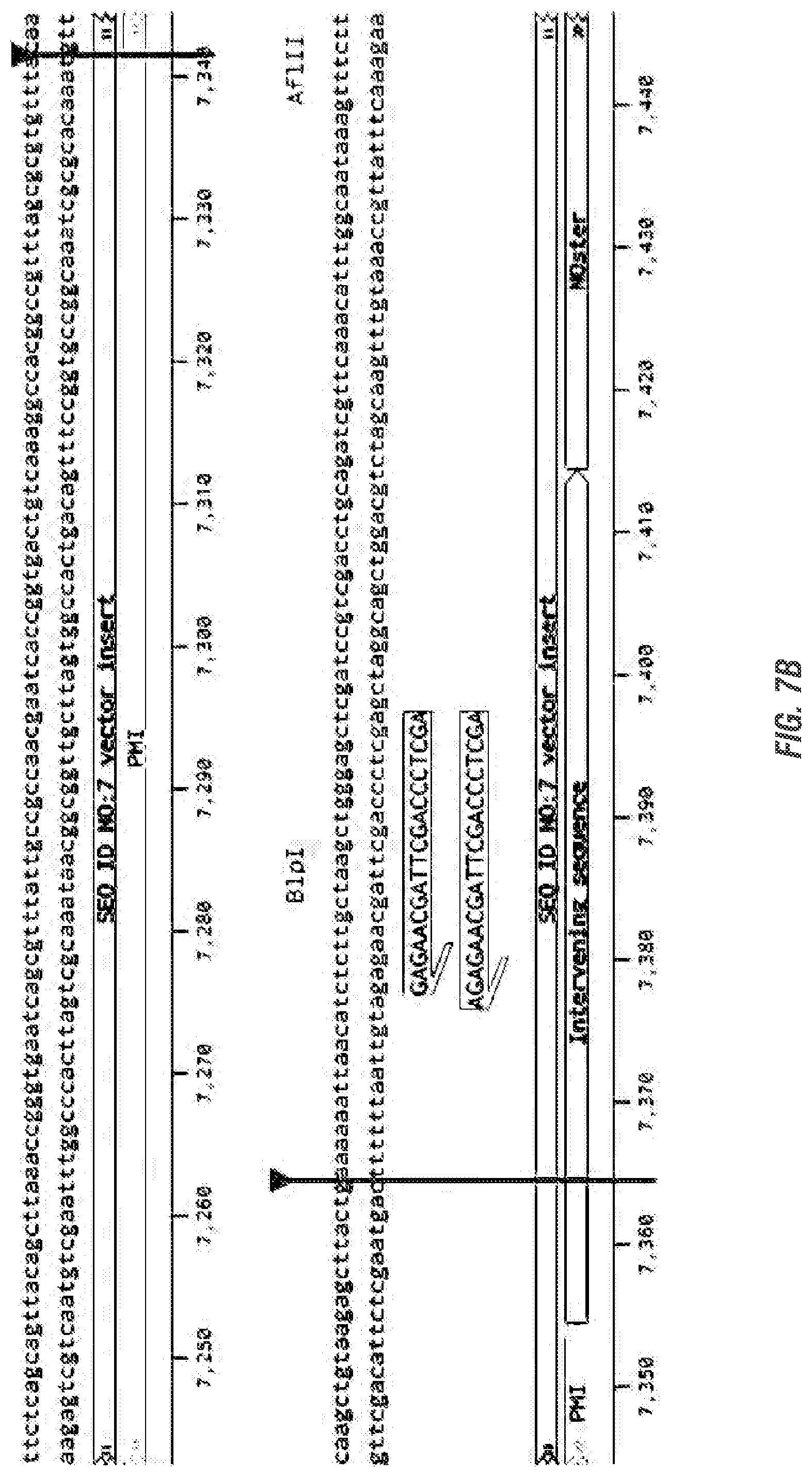 Patent US11773398 Figure 11 – Modified excisable 5307 maize transgenic locus lacking a selectable marker