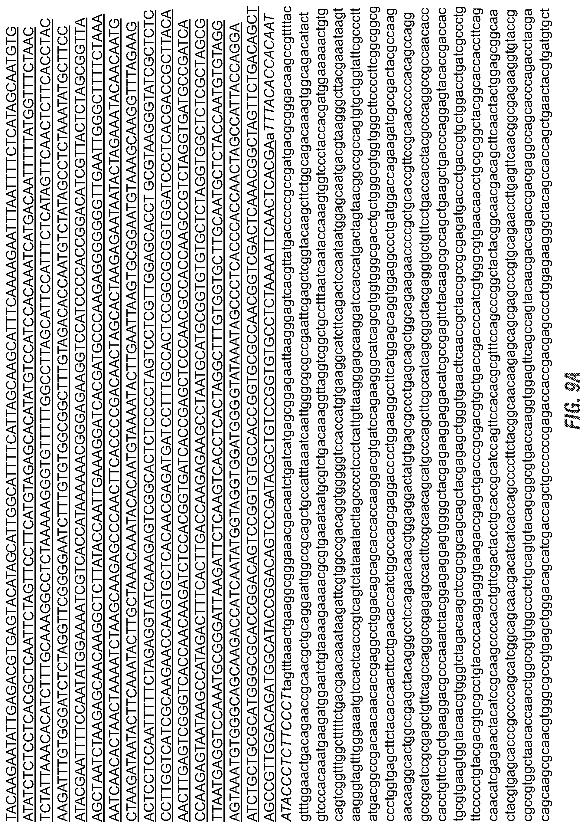 Patent US11773398 Figure 16 – Modified excisable 5307 maize transgenic locus lacking a selectable marker