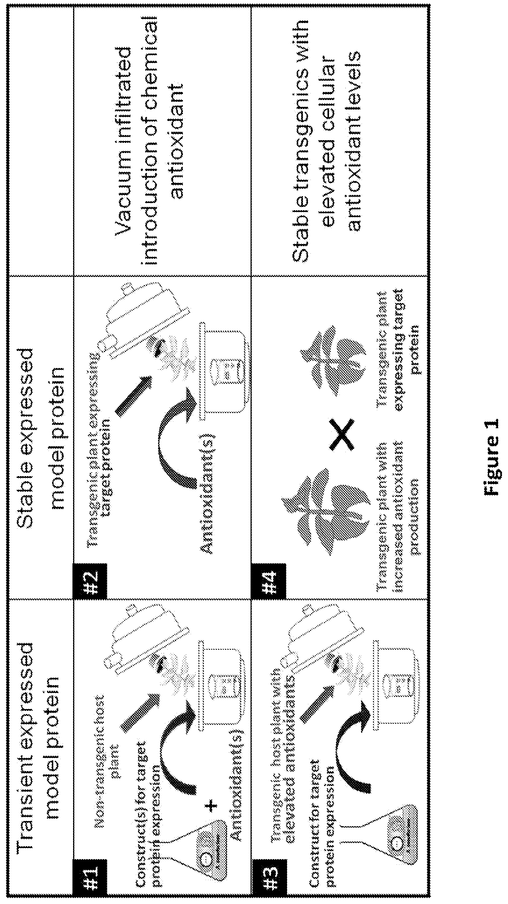 Patent US11773399 Figure 1 – Methods and compositions for enhancing polypeptide production
