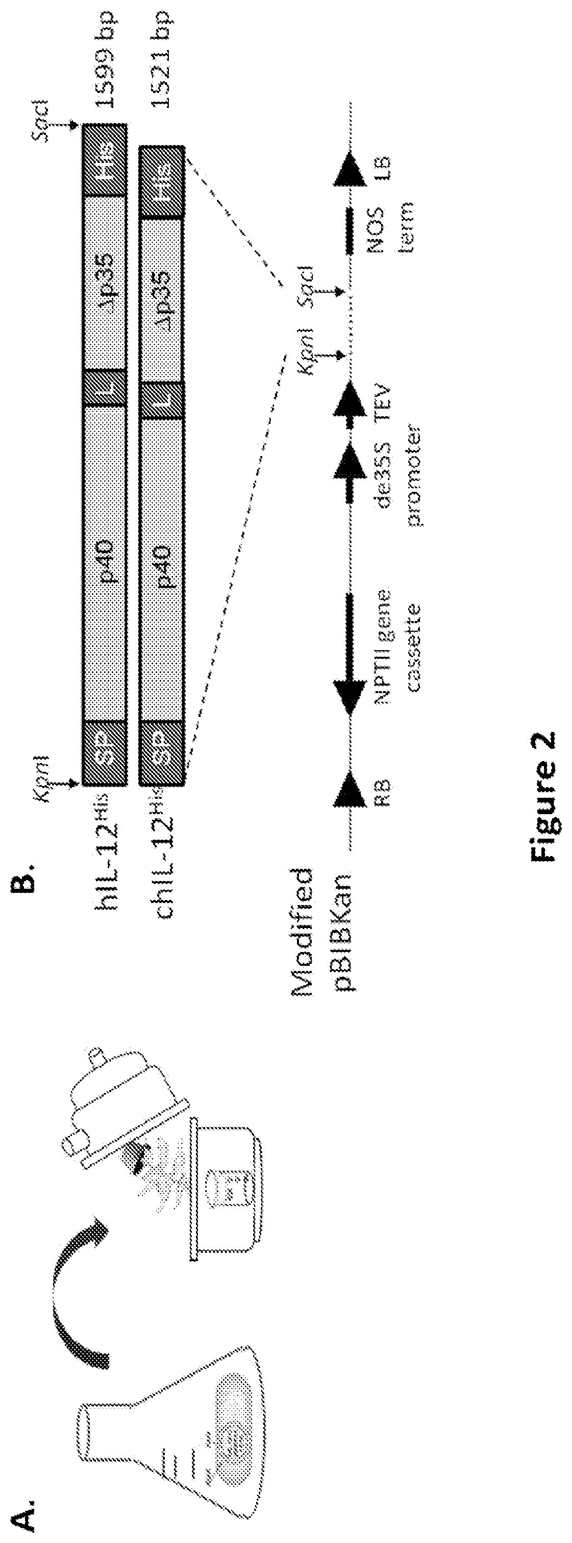 Patent US11773399 Figure 2 – Methods and compositions for enhancing polypeptide production