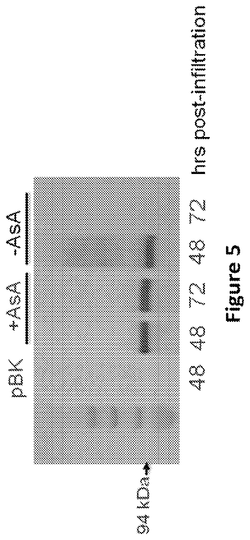 Patent US11773399 Figure 5 – Methods and compositions for enhancing polypeptide production