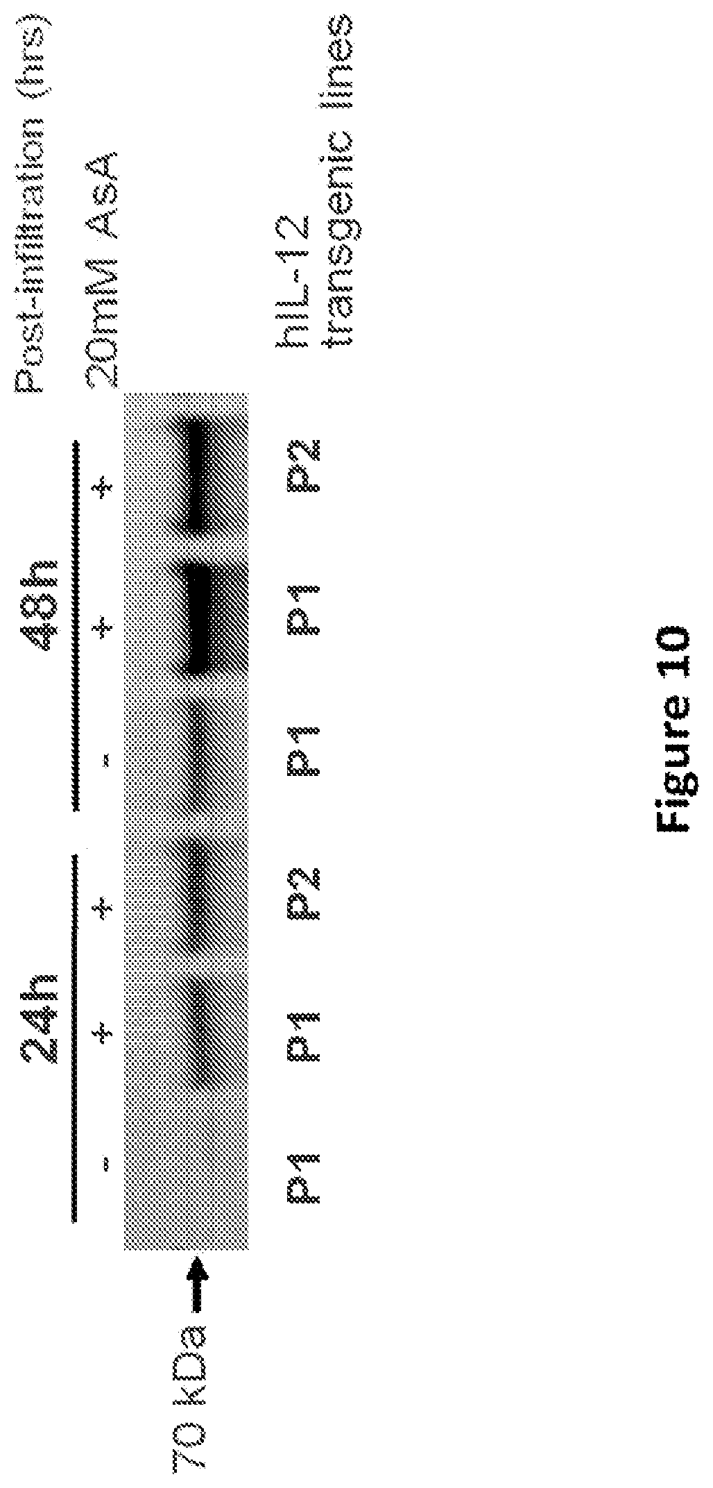 Patent US11773399 Figure 10 – Methods and compositions for enhancing polypeptide production
