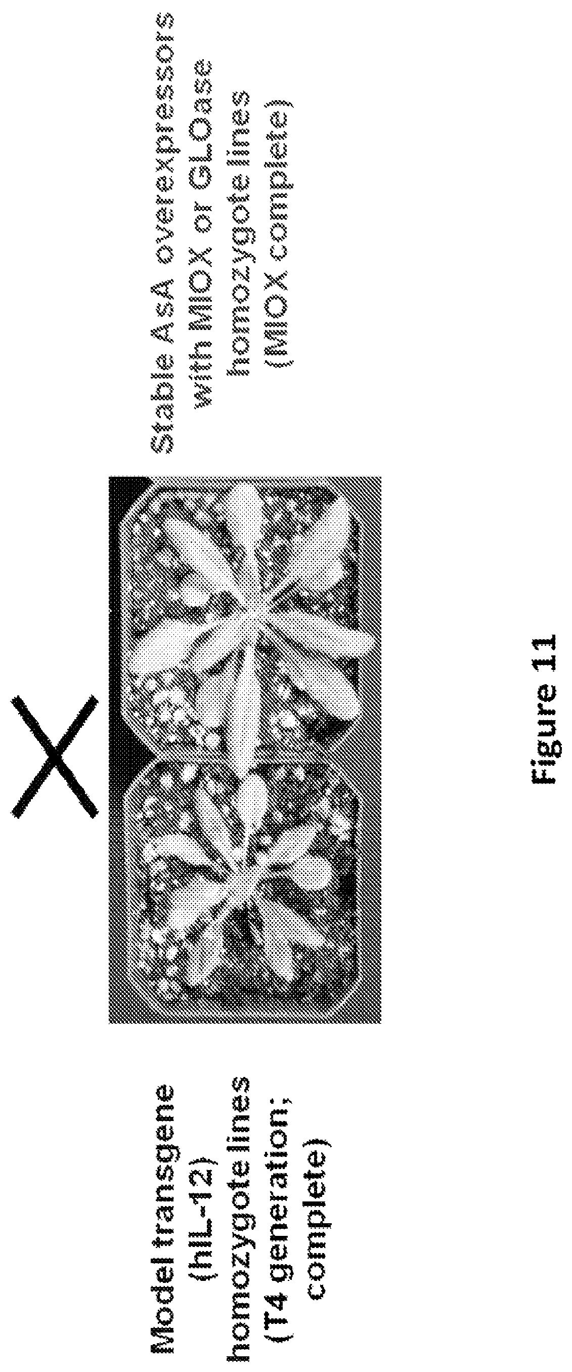 Patent US11773399 Figure 11 – Methods and compositions for enhancing polypeptide production