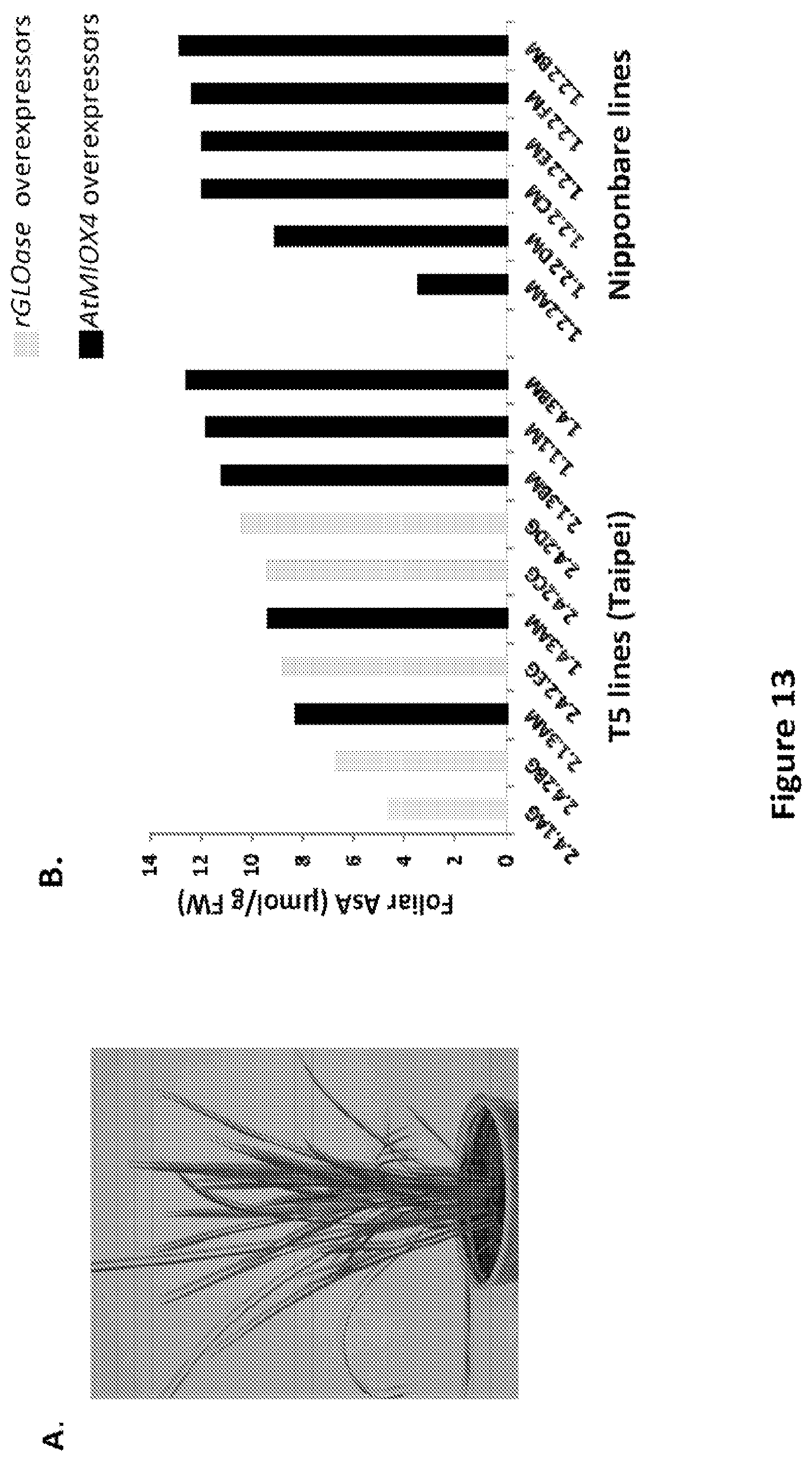 Patent US11773399 Figure 13 – Methods and compositions for enhancing polypeptide production