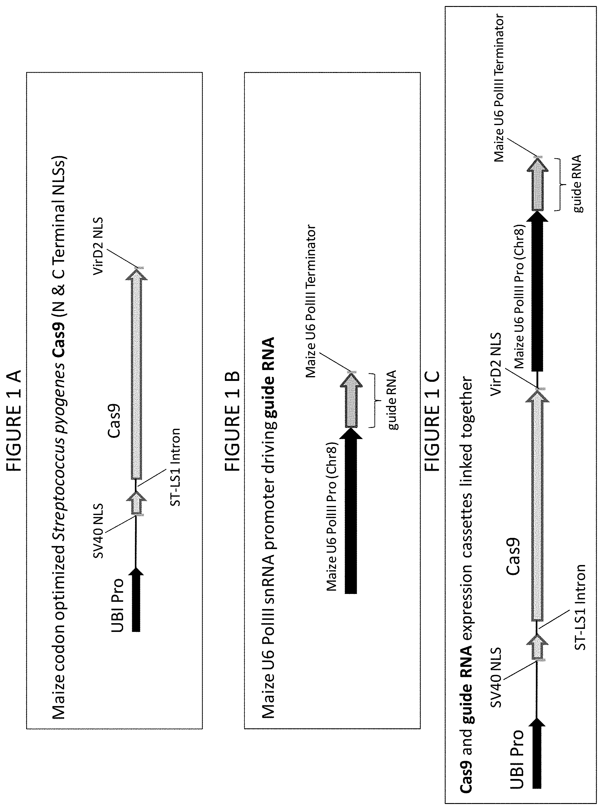 Patent US11773400 Figure 1 – Methods for producing genetic modifications in a plant genome without incorporating a selectable transgene marker, and compositions thereof