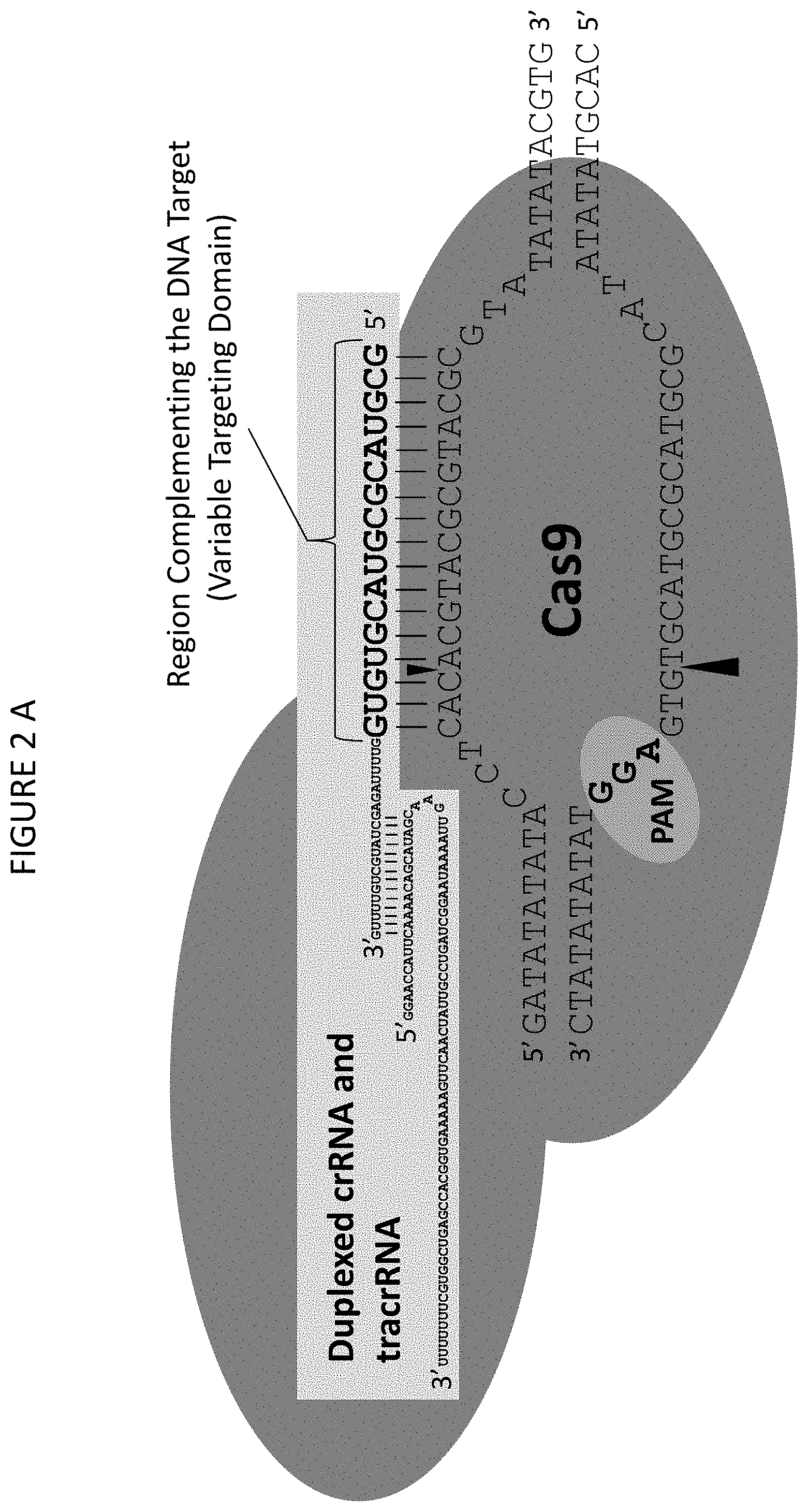 Patent US11773400 Figure 2 – Methods for producing genetic modifications in a plant genome without incorporating a selectable transgene marker, and compositions thereof
