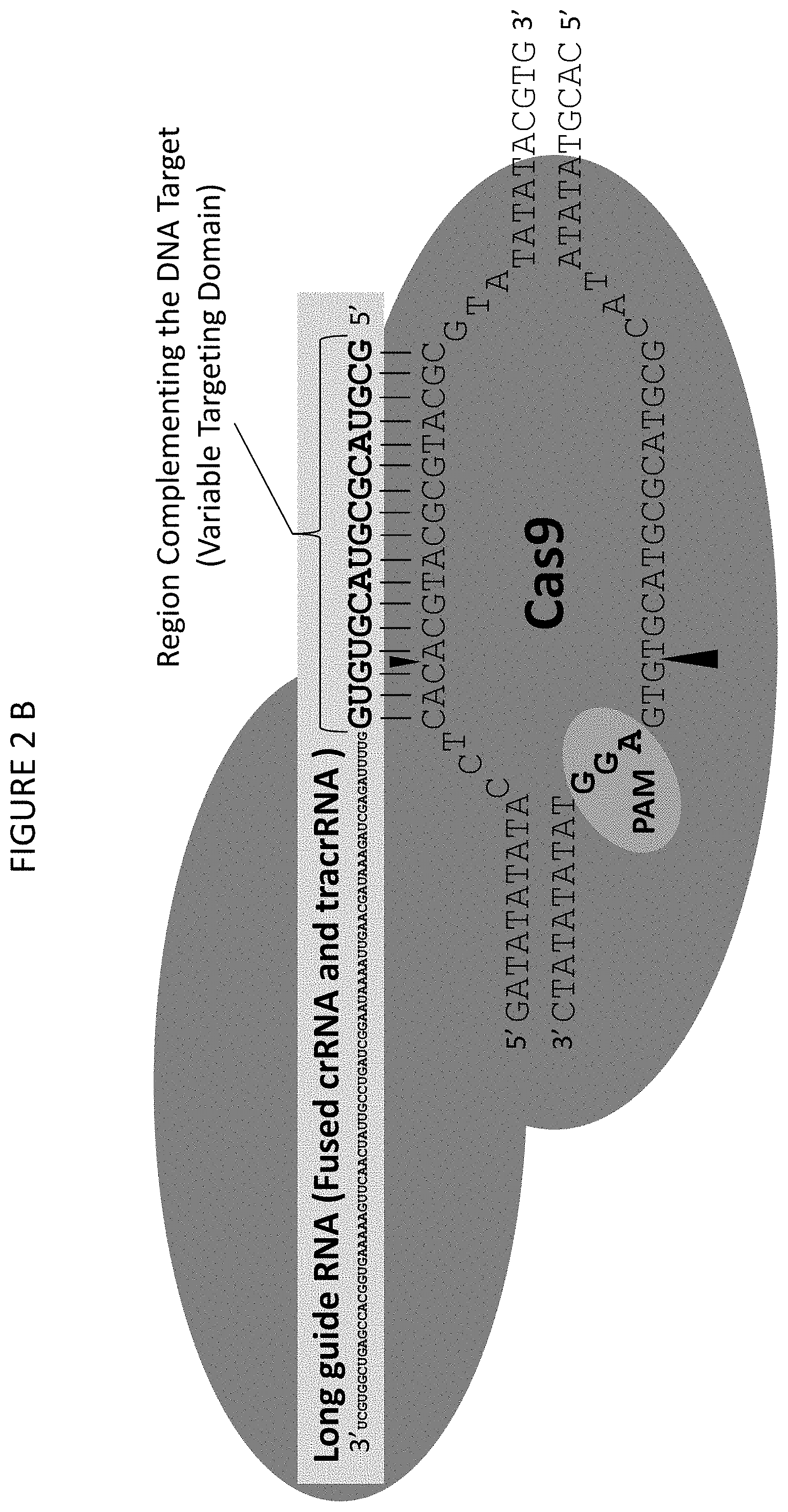 Patent US11773400 Figure 3 – Methods for producing genetic modifications in a plant genome without incorporating a selectable transgene marker, and compositions thereof