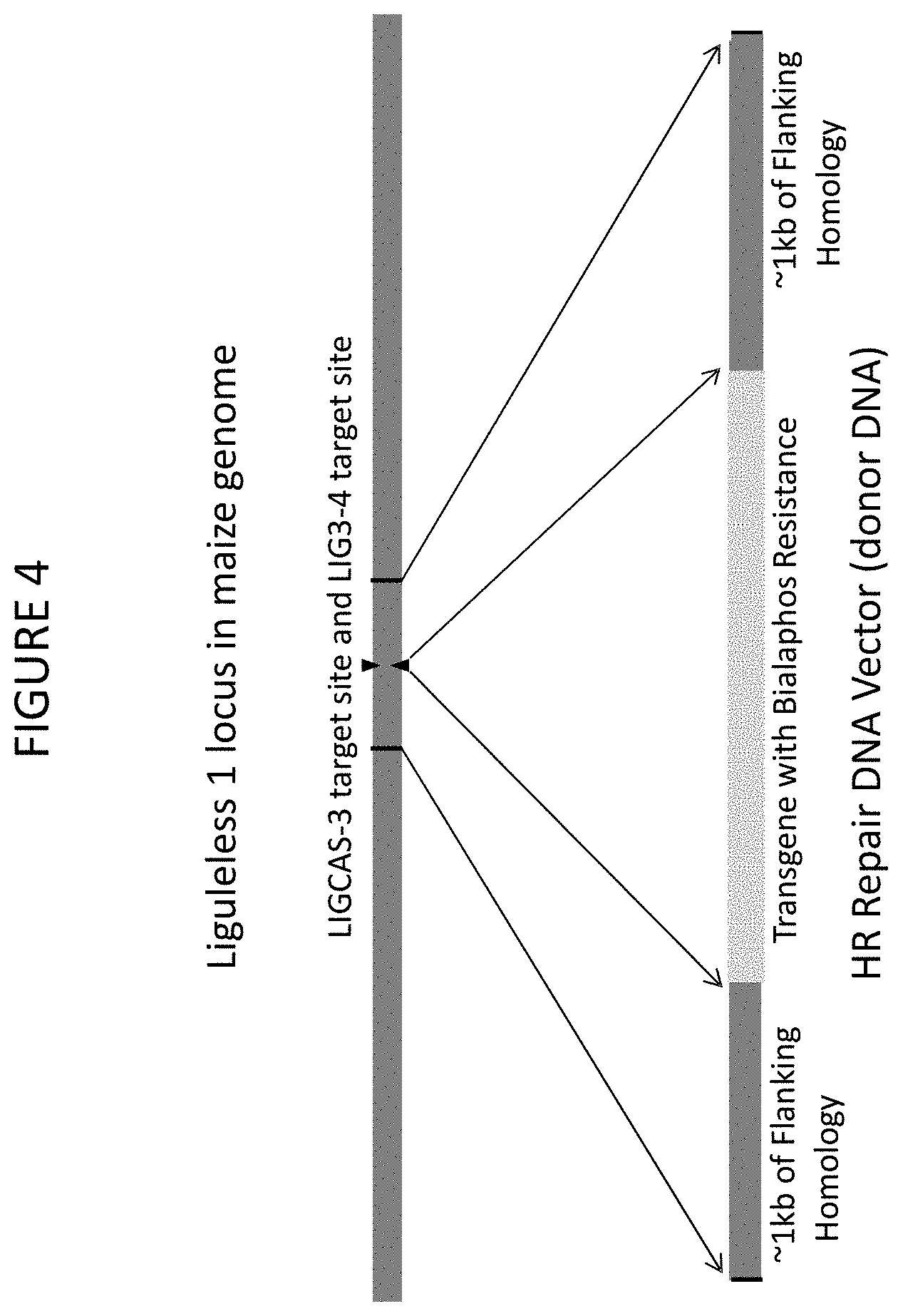Patent US11773400 Figure 6 – Methods for producing genetic modifications in a plant genome without incorporating a selectable transgene marker, and compositions thereof