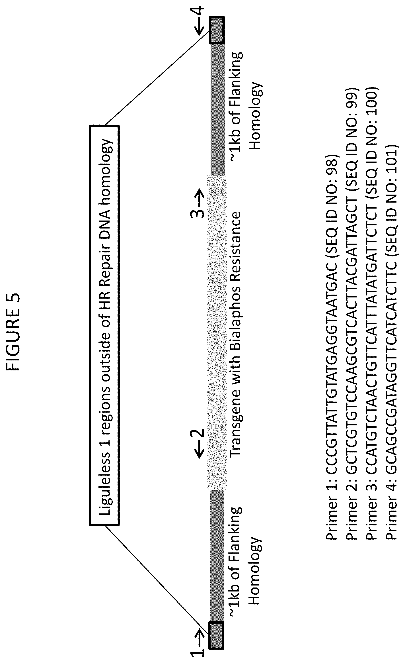 Patent US11773400 Figure 7 – Methods for producing genetic modifications in a plant genome without incorporating a selectable transgene marker, and compositions thereof