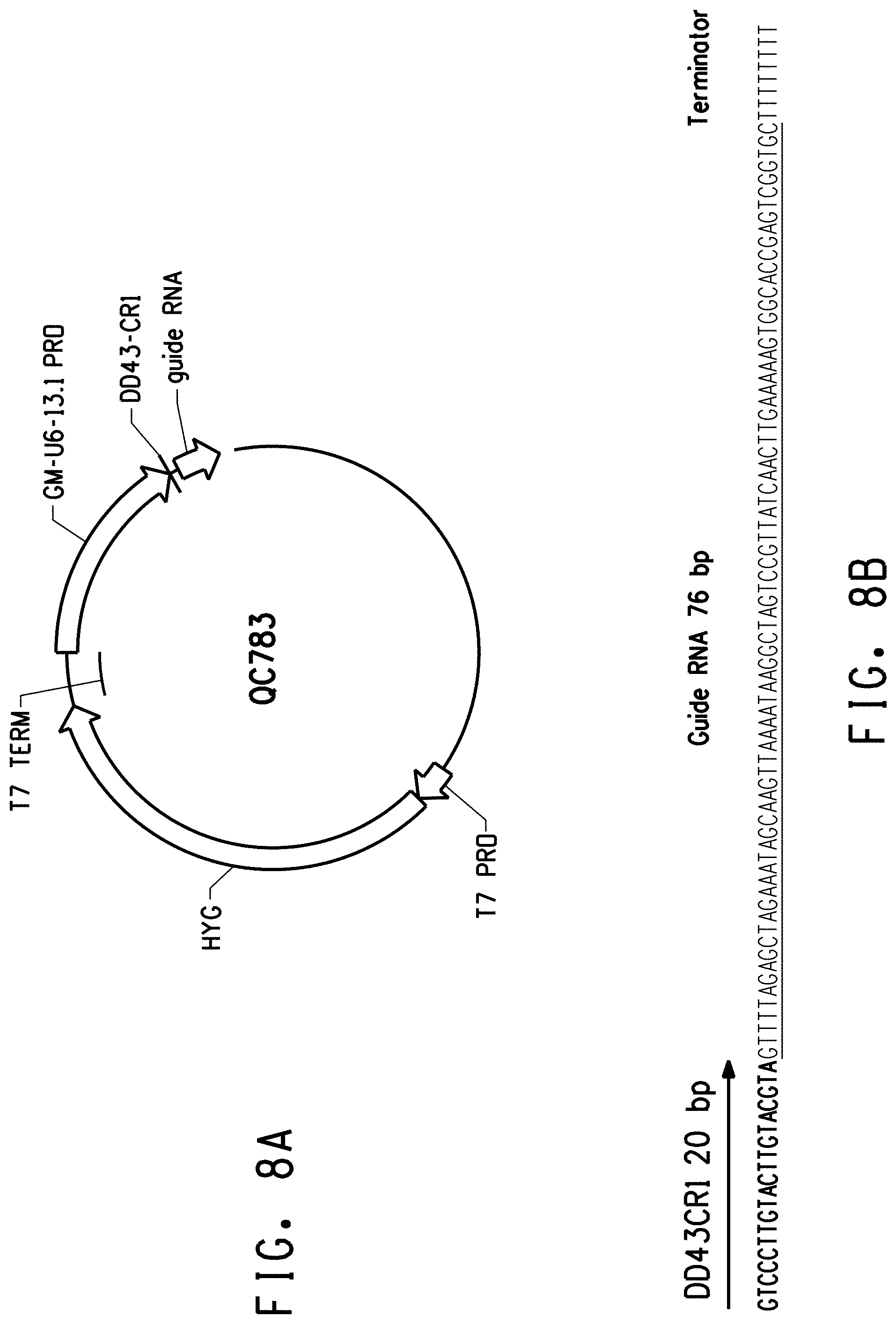 Patent US11773400 Figure 10 – Methods for producing genetic modifications in a plant genome without incorporating a selectable transgene marker, and compositions thereof