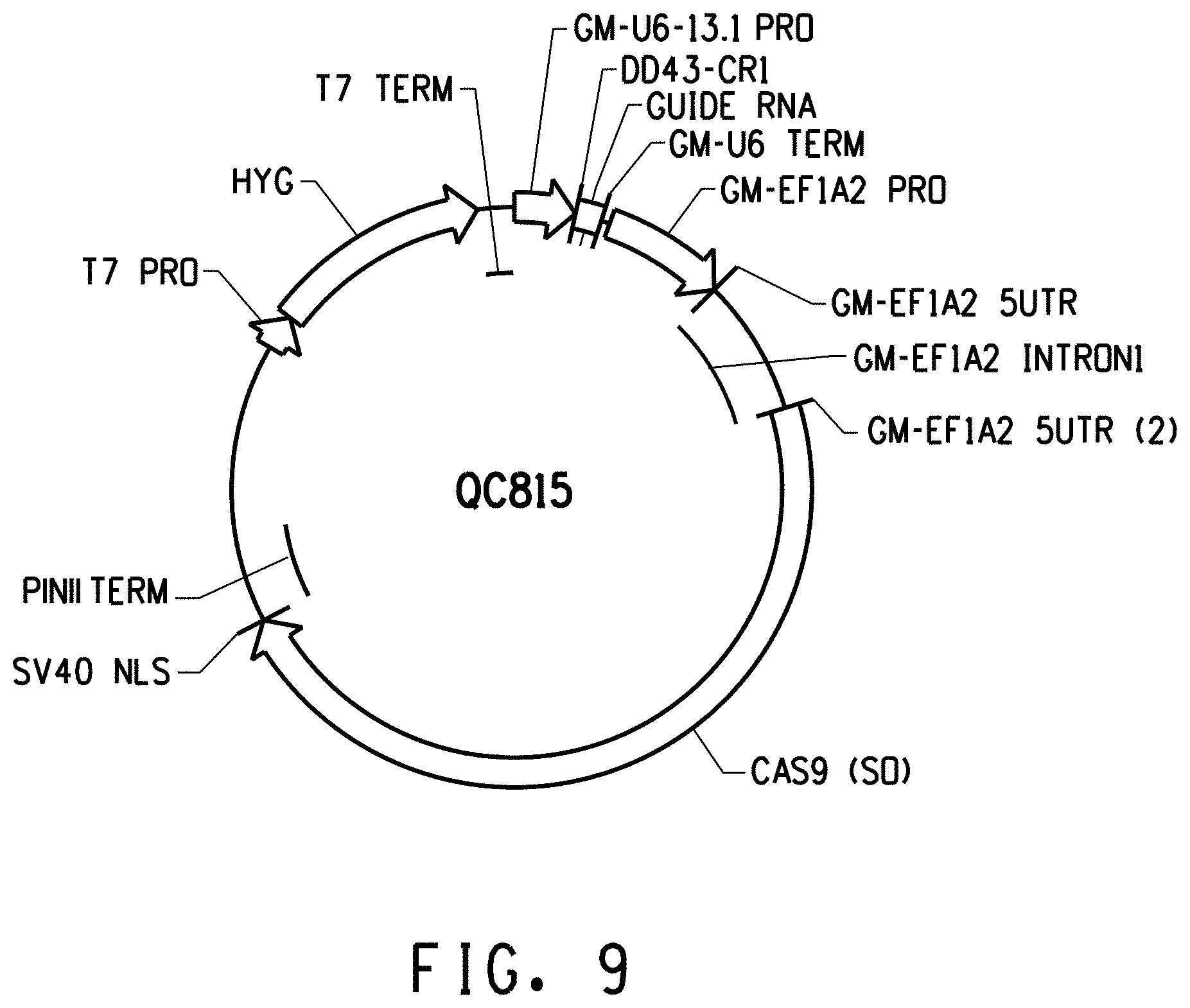 Patent US11773400 Figure 11 – Methods for producing genetic modifications in a plant genome without incorporating a selectable transgene marker, and compositions thereof