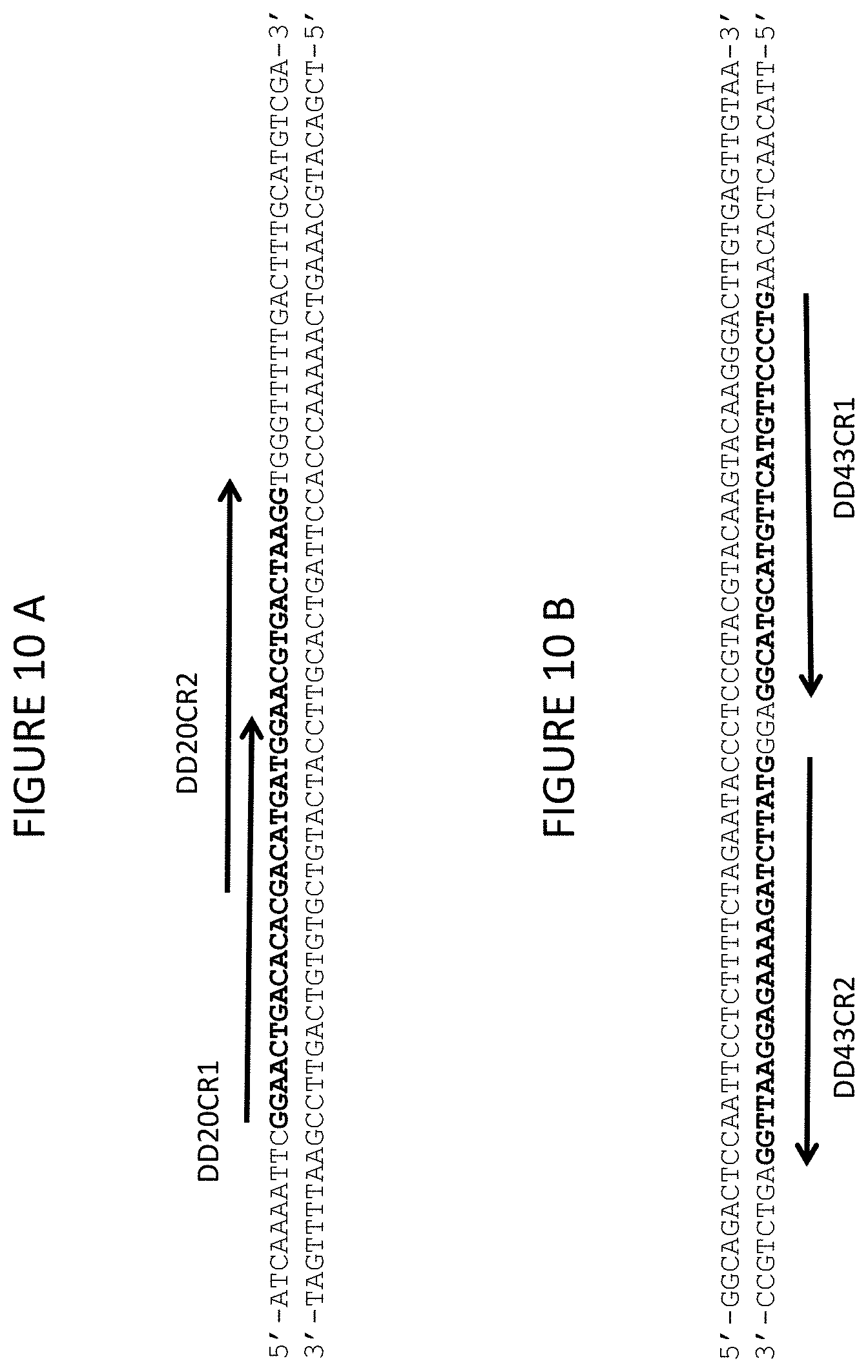 Patent US11773400 Figure 12 – Methods for producing genetic modifications in a plant genome without incorporating a selectable transgene marker, and compositions thereof
