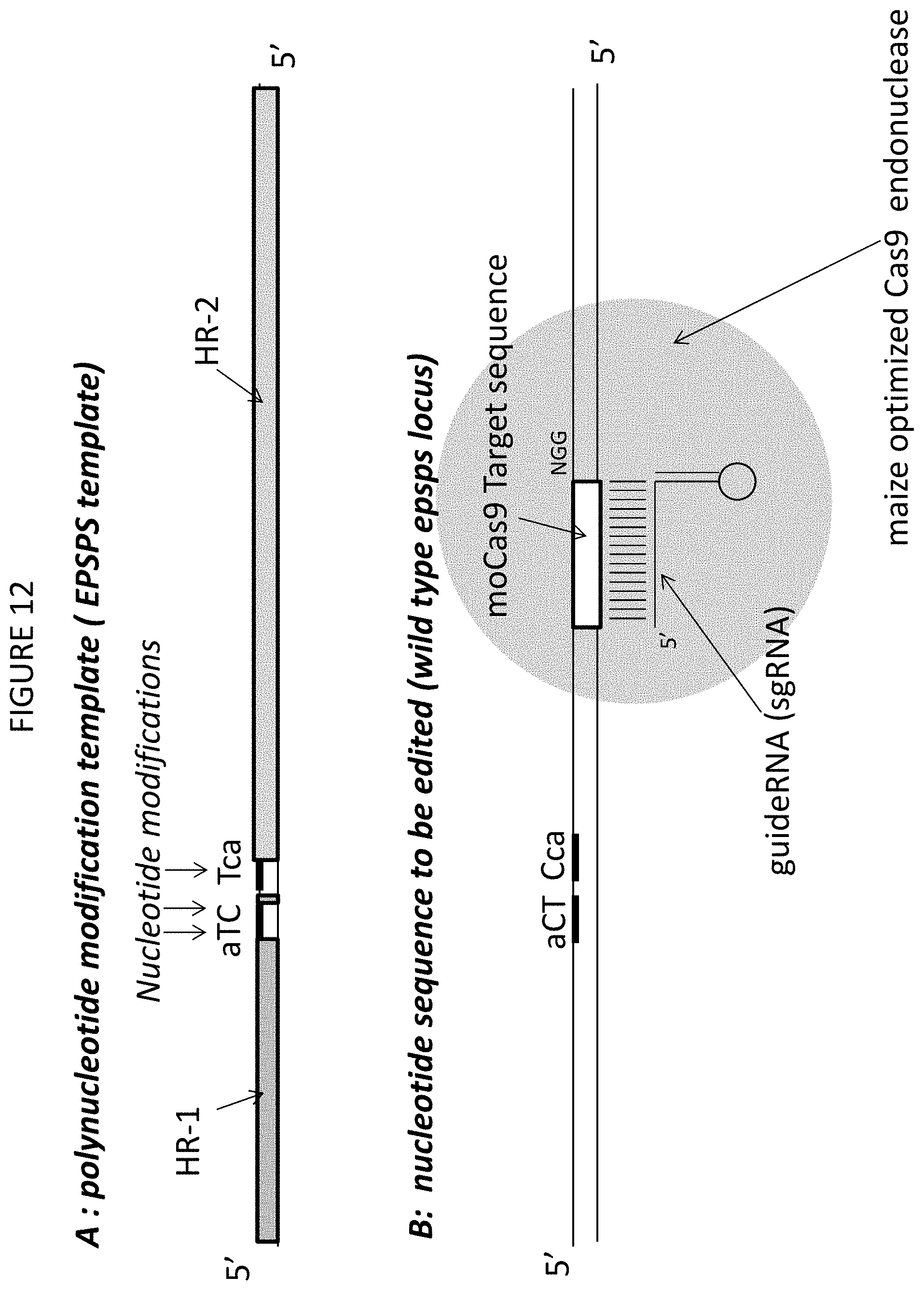 Patent US11773400 Figure 15 – Methods for producing genetic modifications in a plant genome without incorporating a selectable transgene marker, and compositions thereof