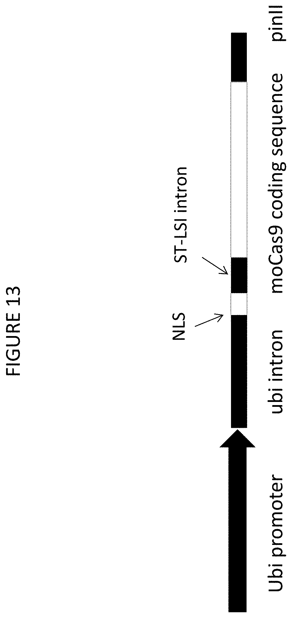 Patent US11773400 Figure 16 – Methods for producing genetic modifications in a plant genome without incorporating a selectable transgene marker, and compositions thereof