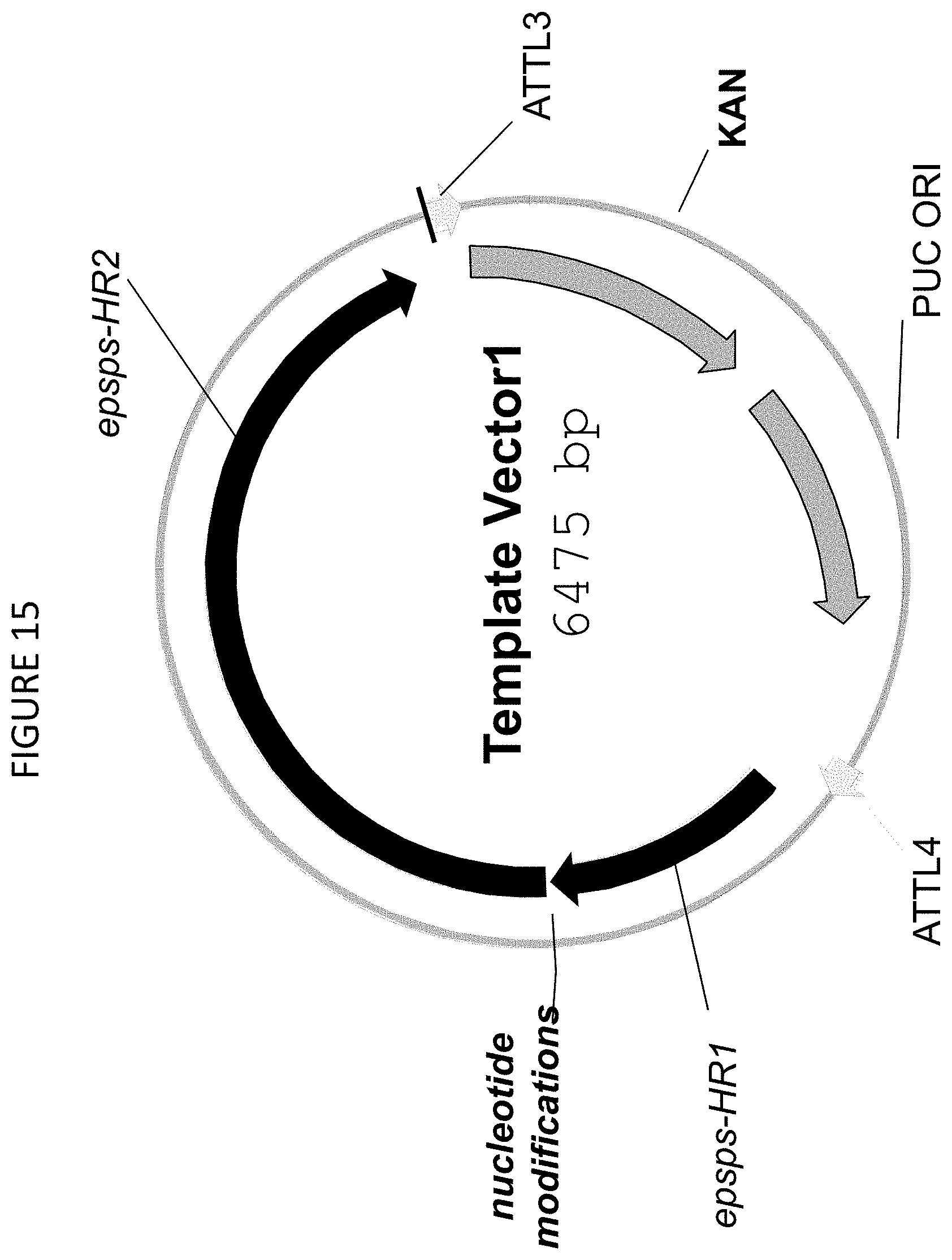 Patent US11773400 Figure 18 – Methods for producing genetic modifications in a plant genome without incorporating a selectable transgene marker, and compositions thereof