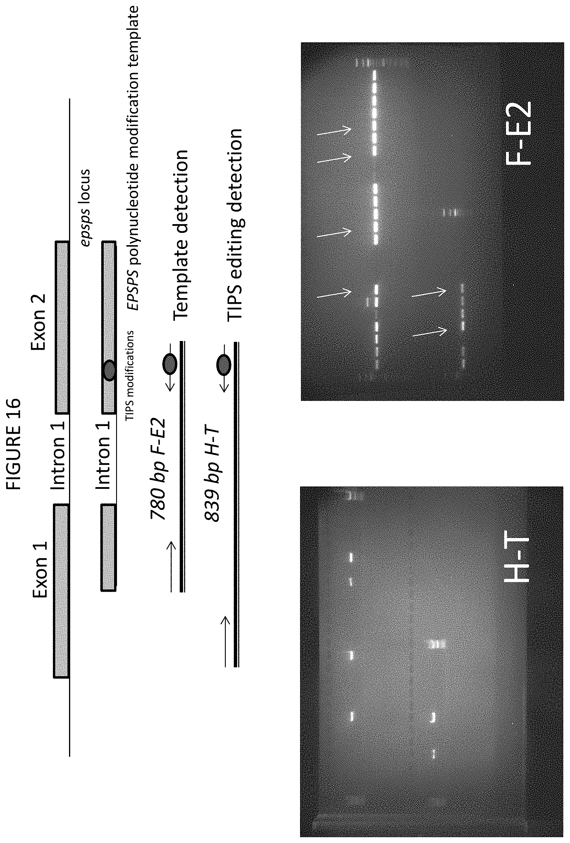 Patent US11773400 Figure 19 – Methods for producing genetic modifications in a plant genome without incorporating a selectable transgene marker, and compositions thereof
