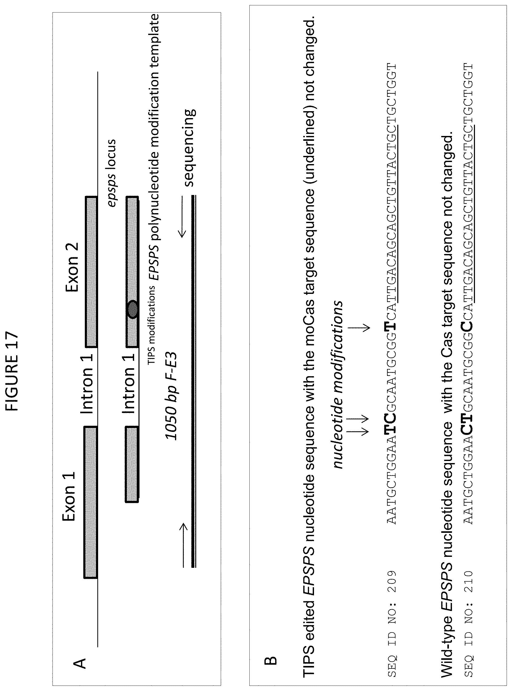 Patent US11773400 Figure 20 – Methods for producing genetic modifications in a plant genome without incorporating a selectable transgene marker, and compositions thereof