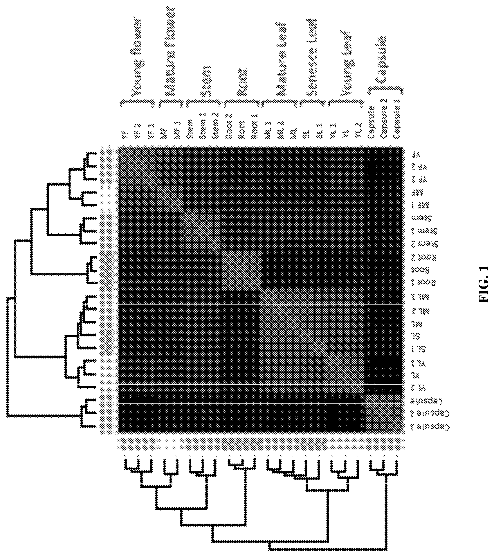 Patent US11773401 — bZIP transcription factors regulate conversion of nicotine to nornicotine — Figure 1
