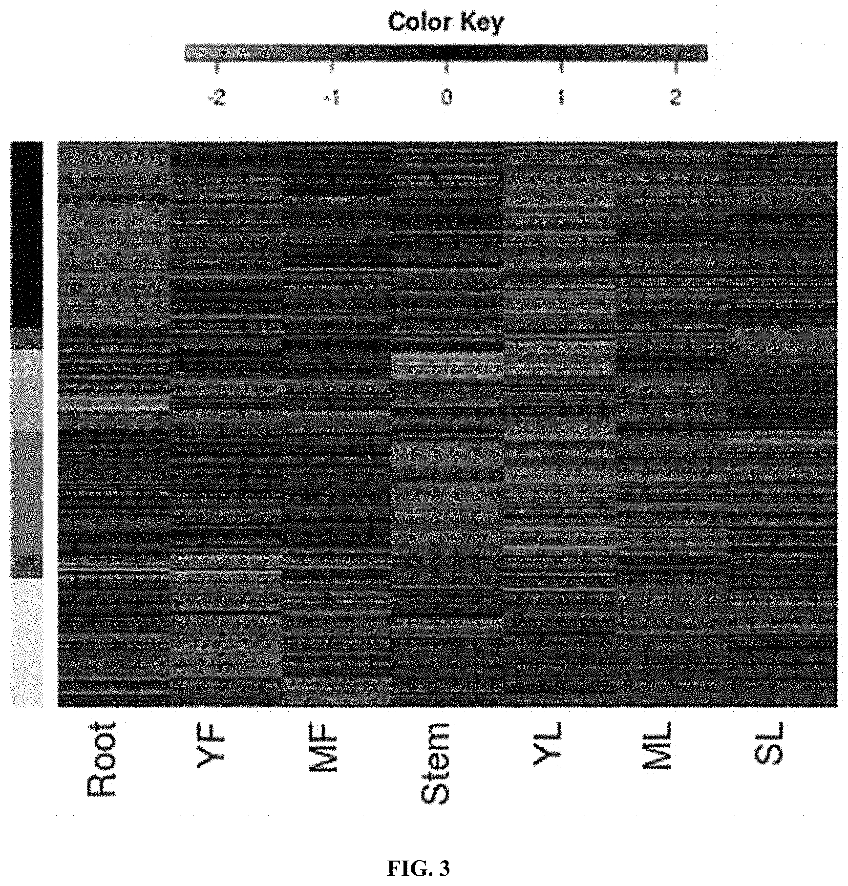 Patent US11773401 Figure 3 – bZIP transcription factors regulate conversion of nicotine to nornicotine